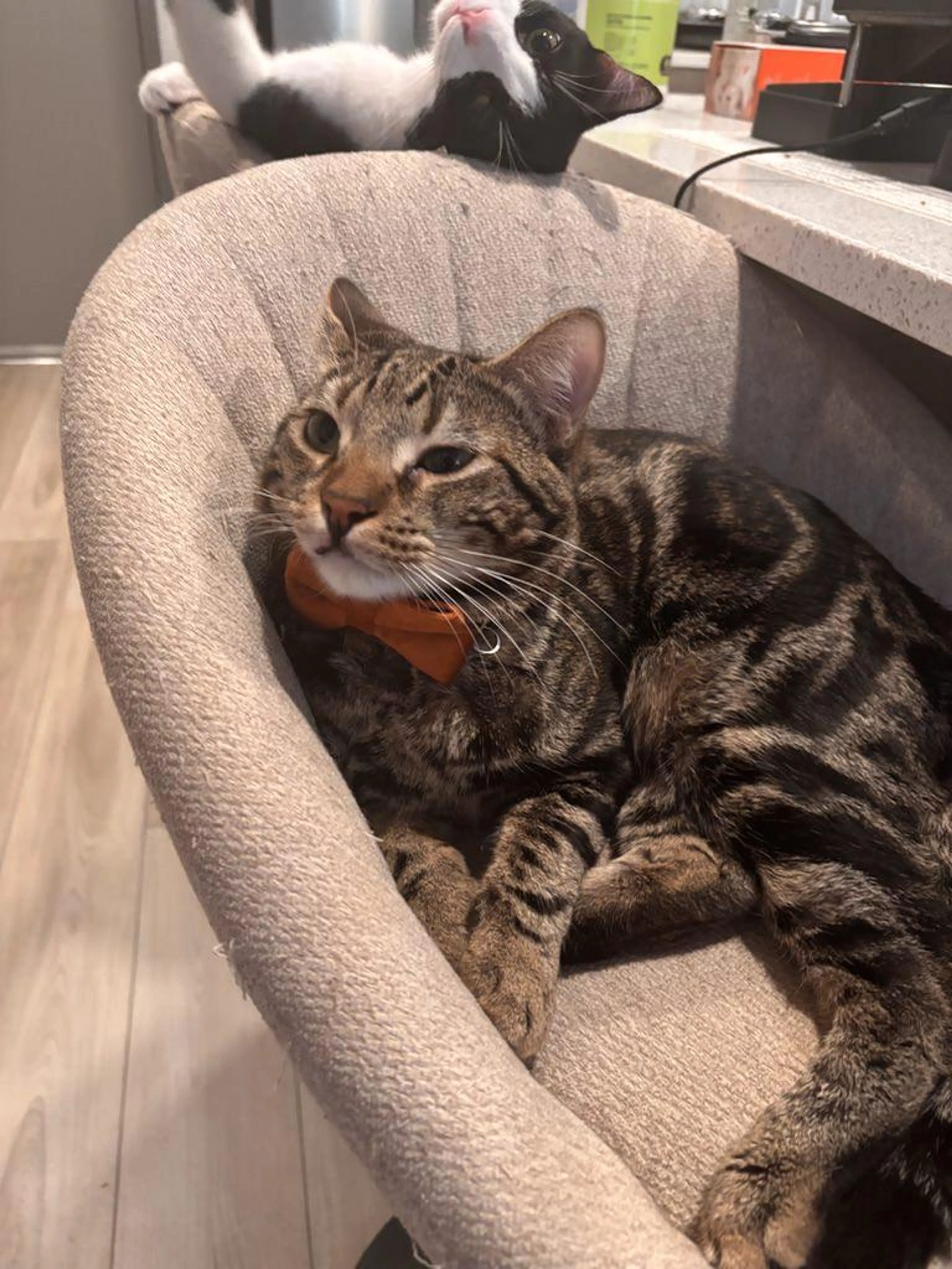 Found pet-2