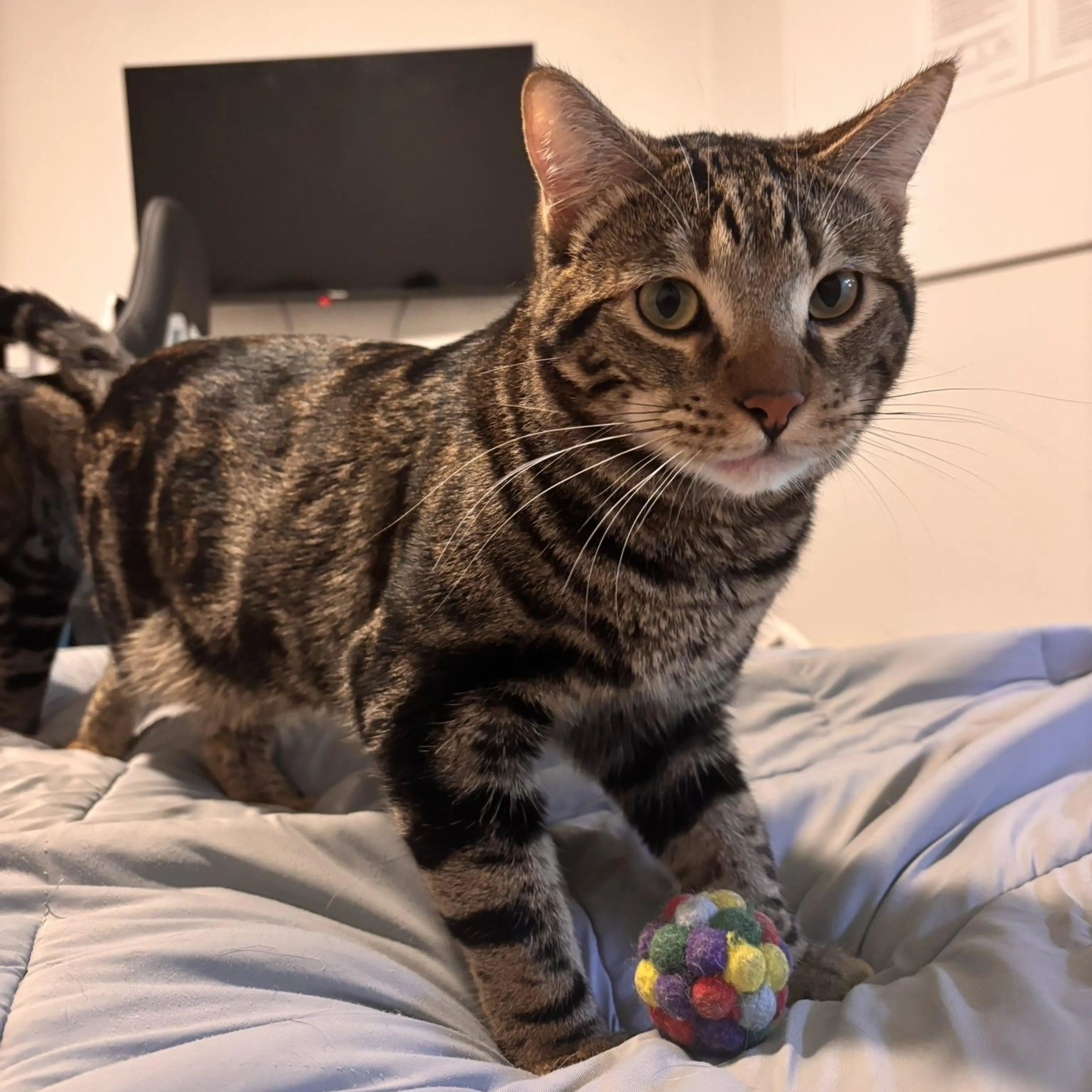 Found pet-0