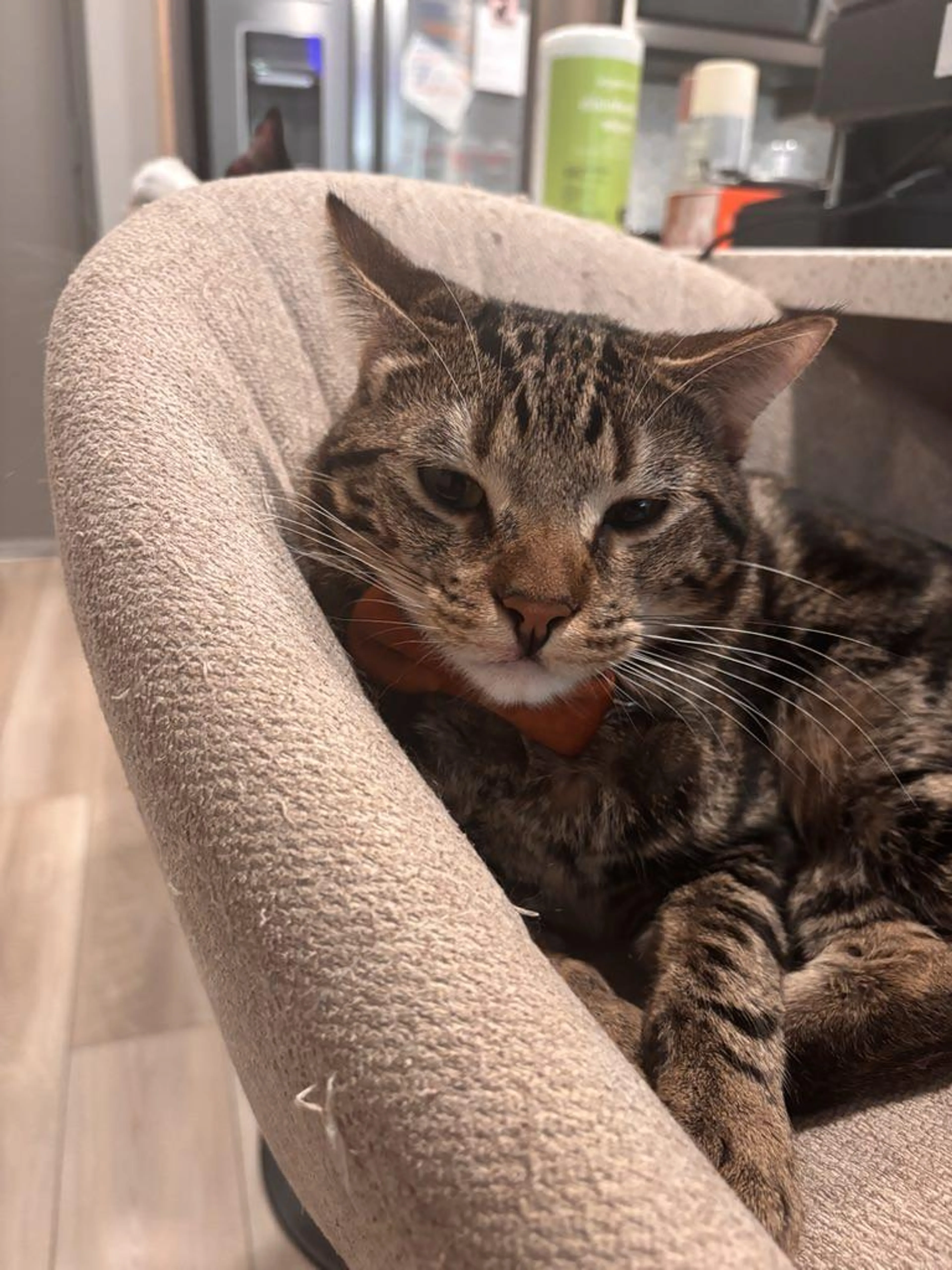 Found pet-3