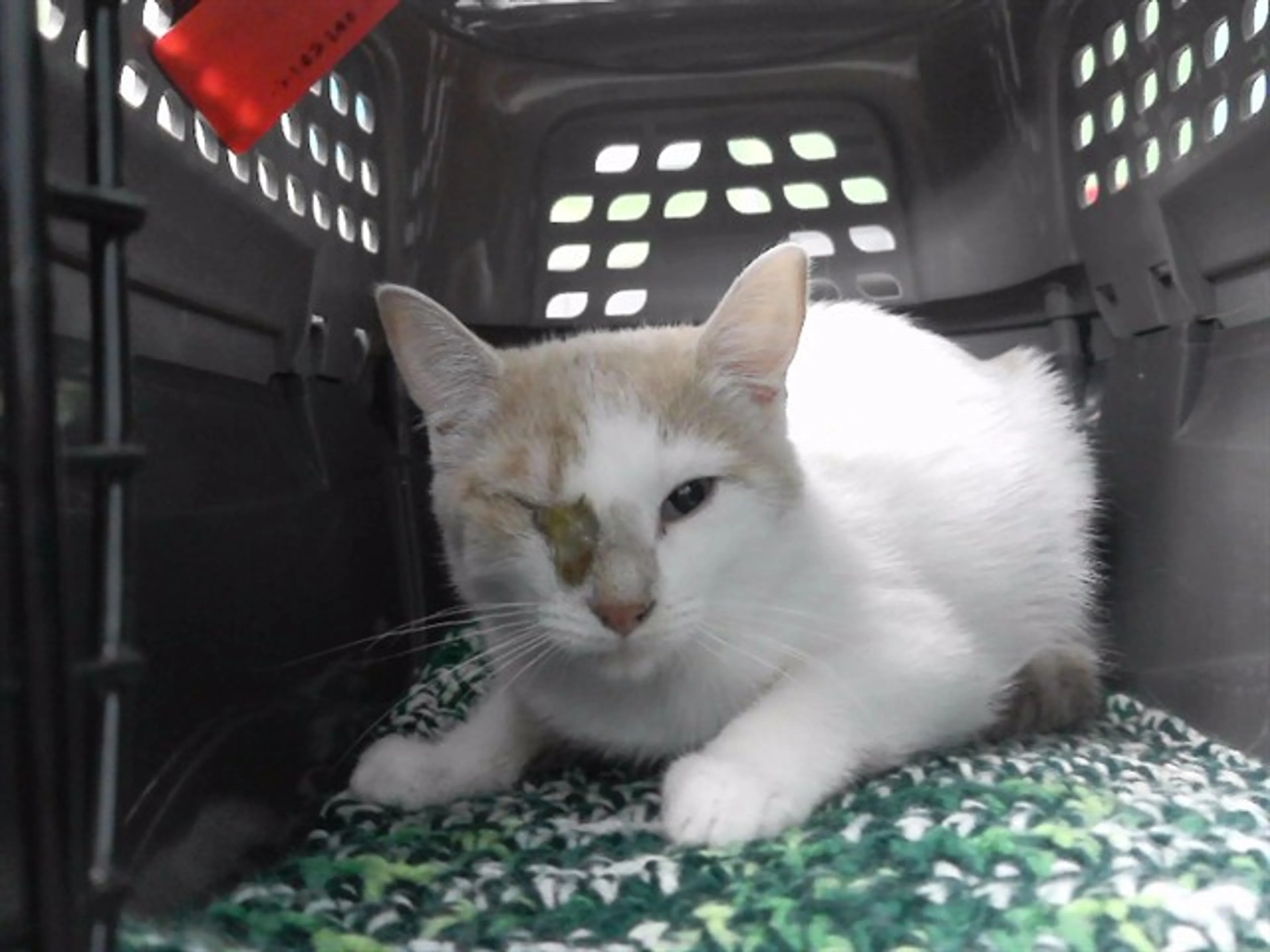 Found pet