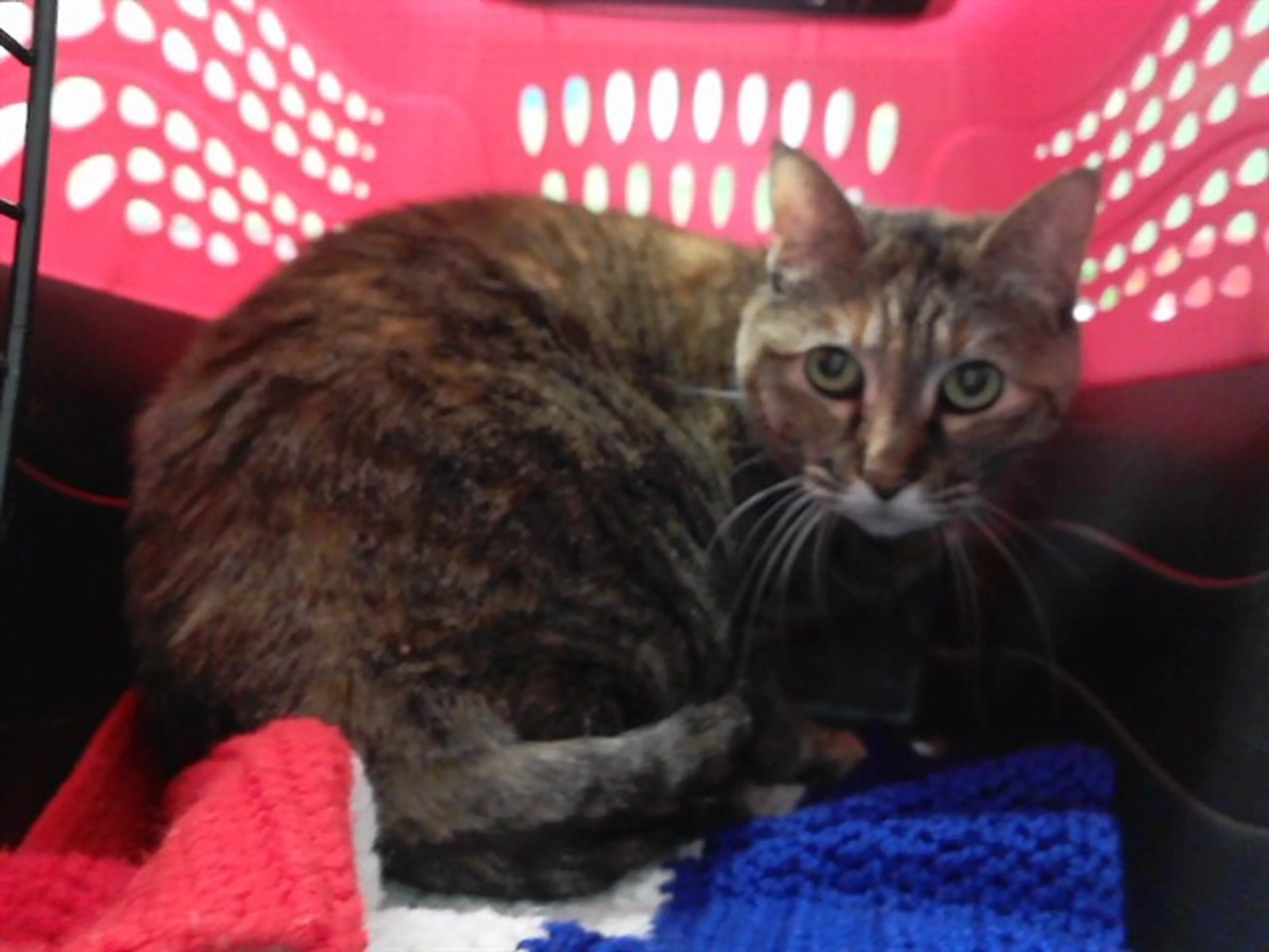 Found pet