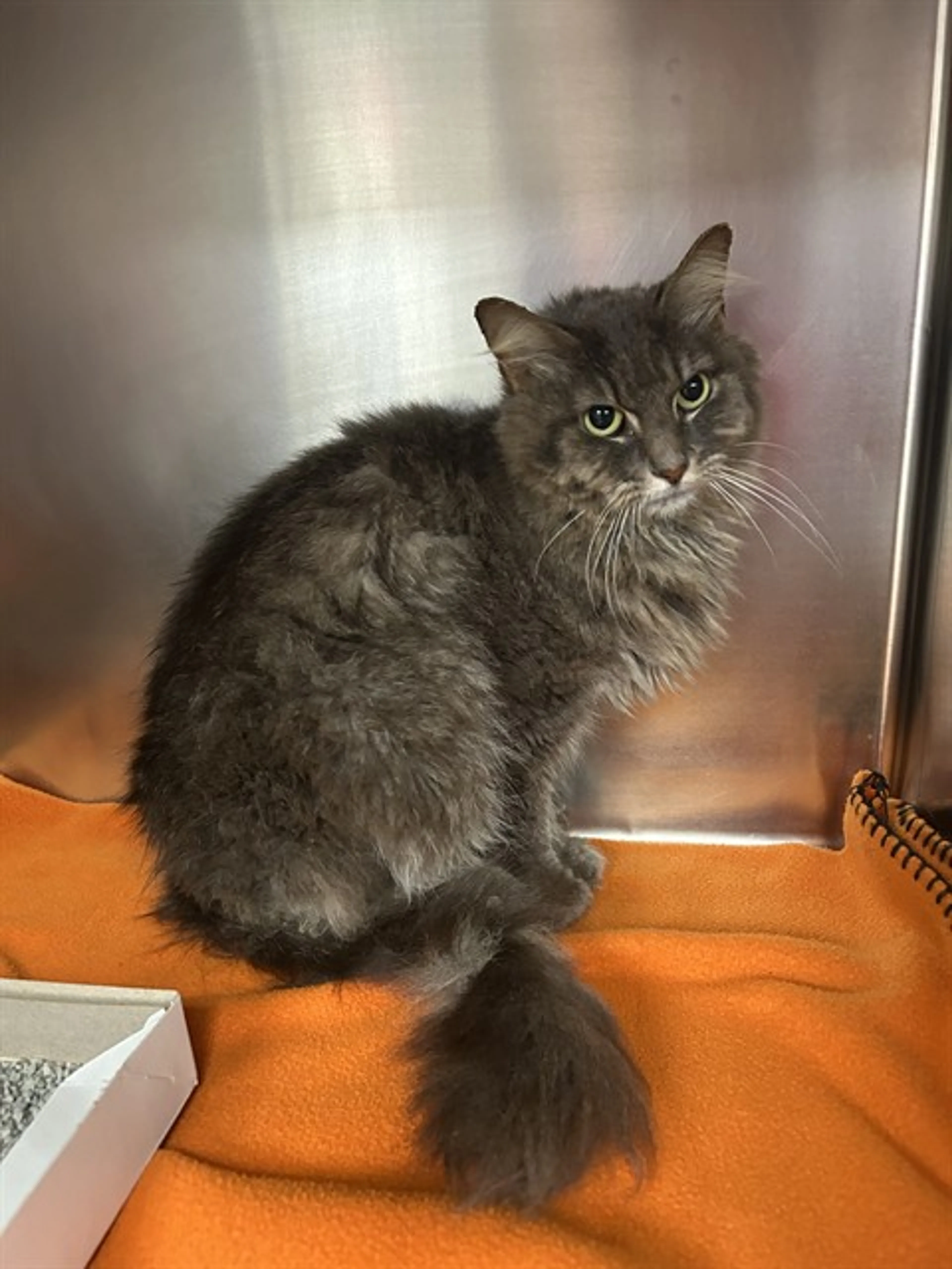 Found pet
