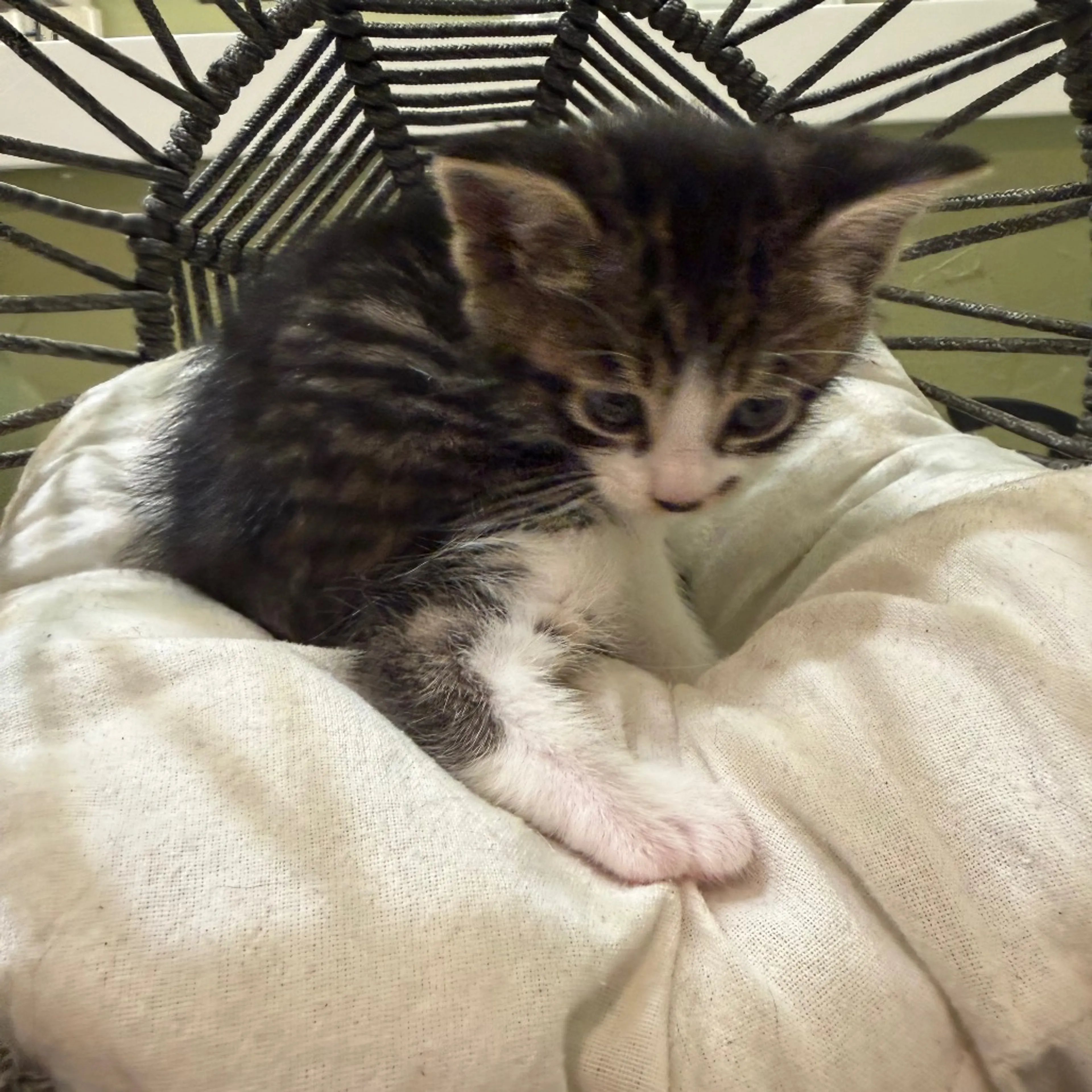 Found pet-3