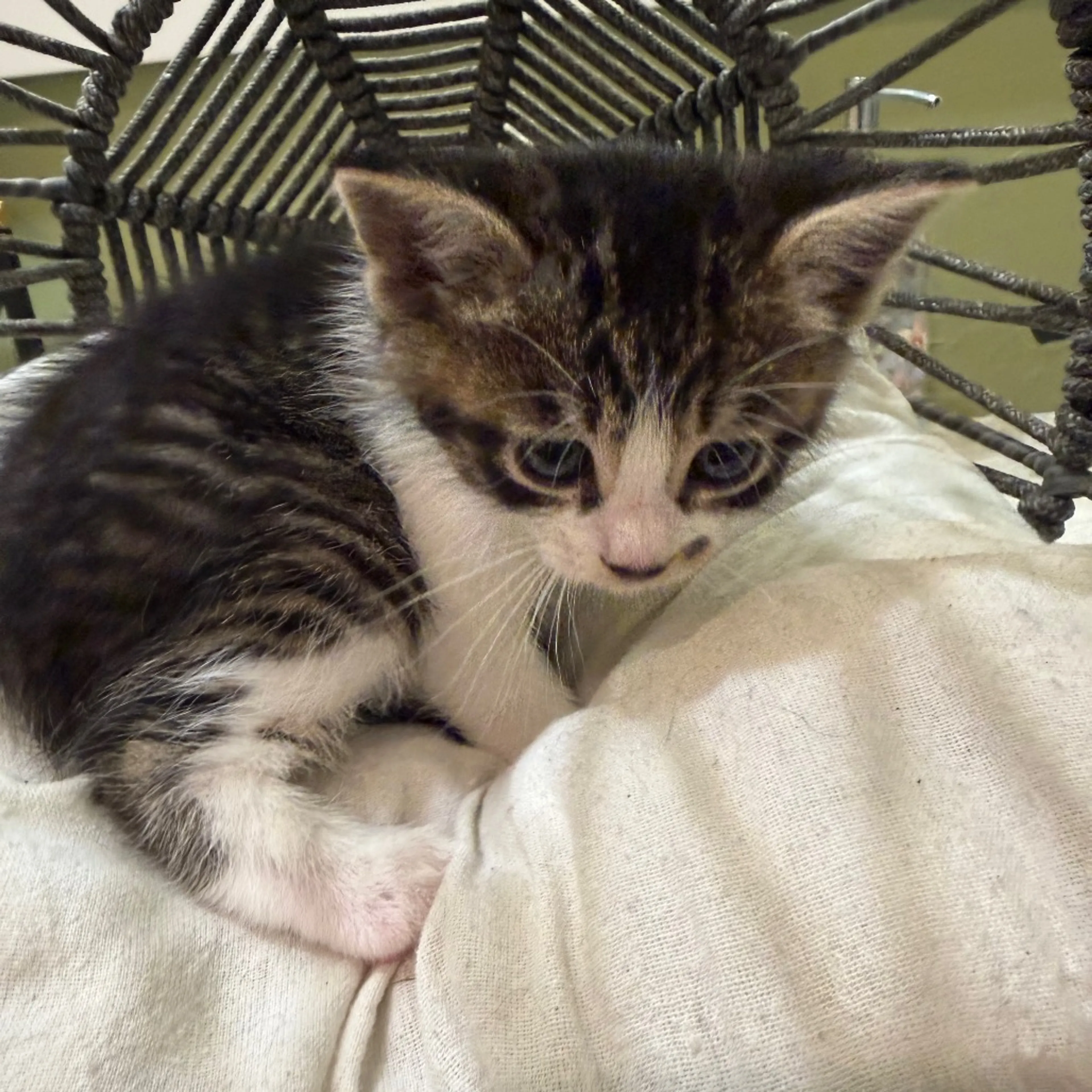 Found pet-1
