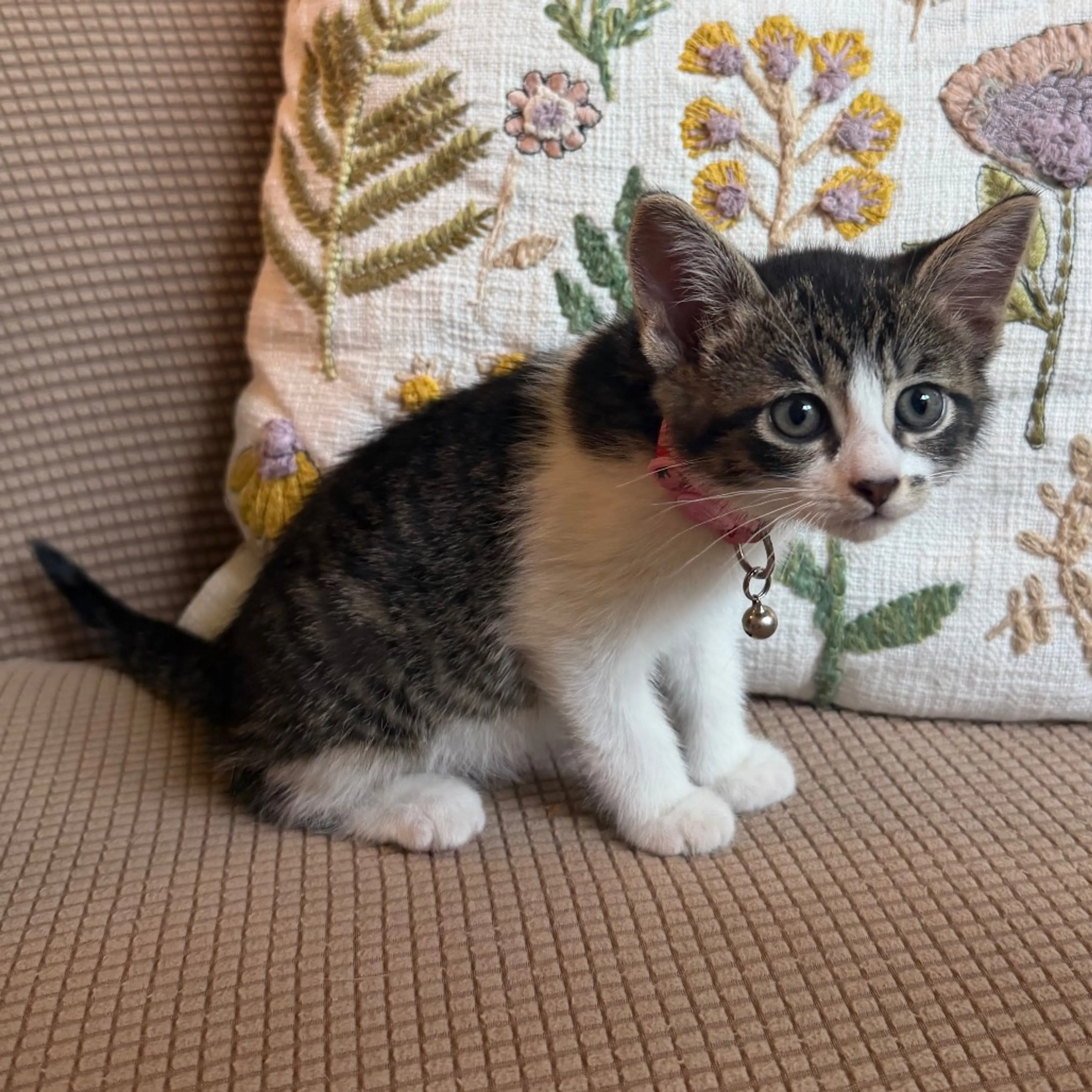 Found pet-0