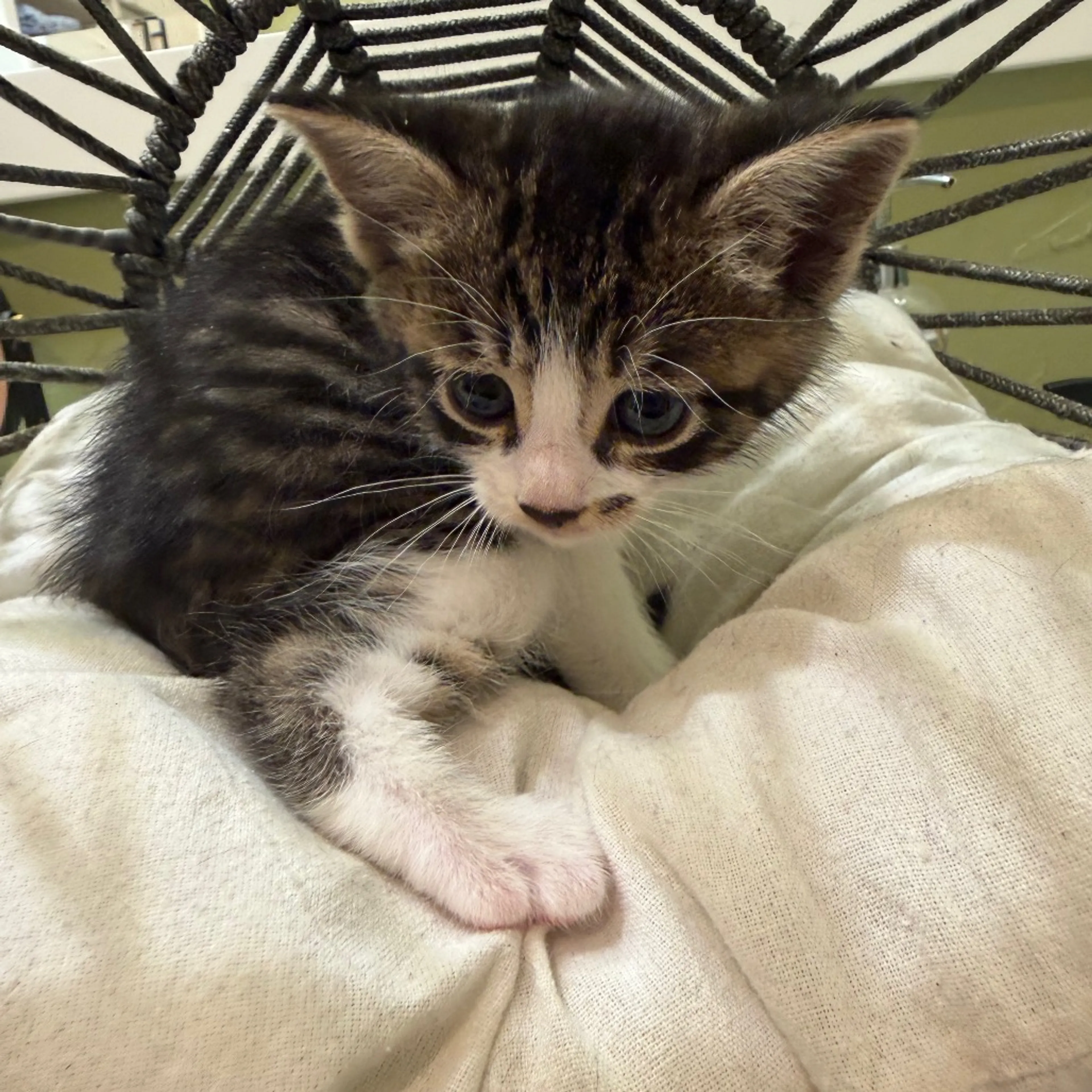 Found pet-2