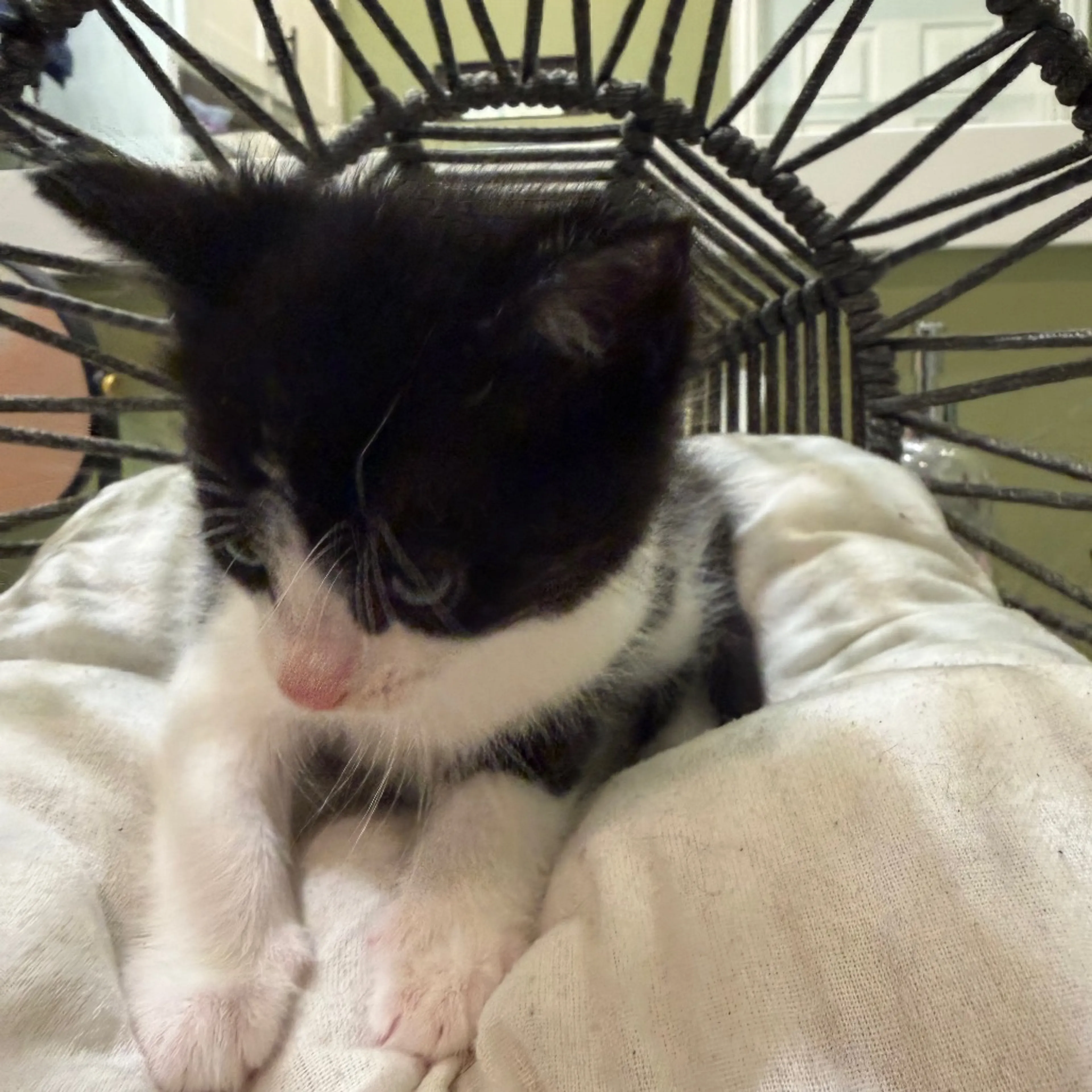 Found pet-3