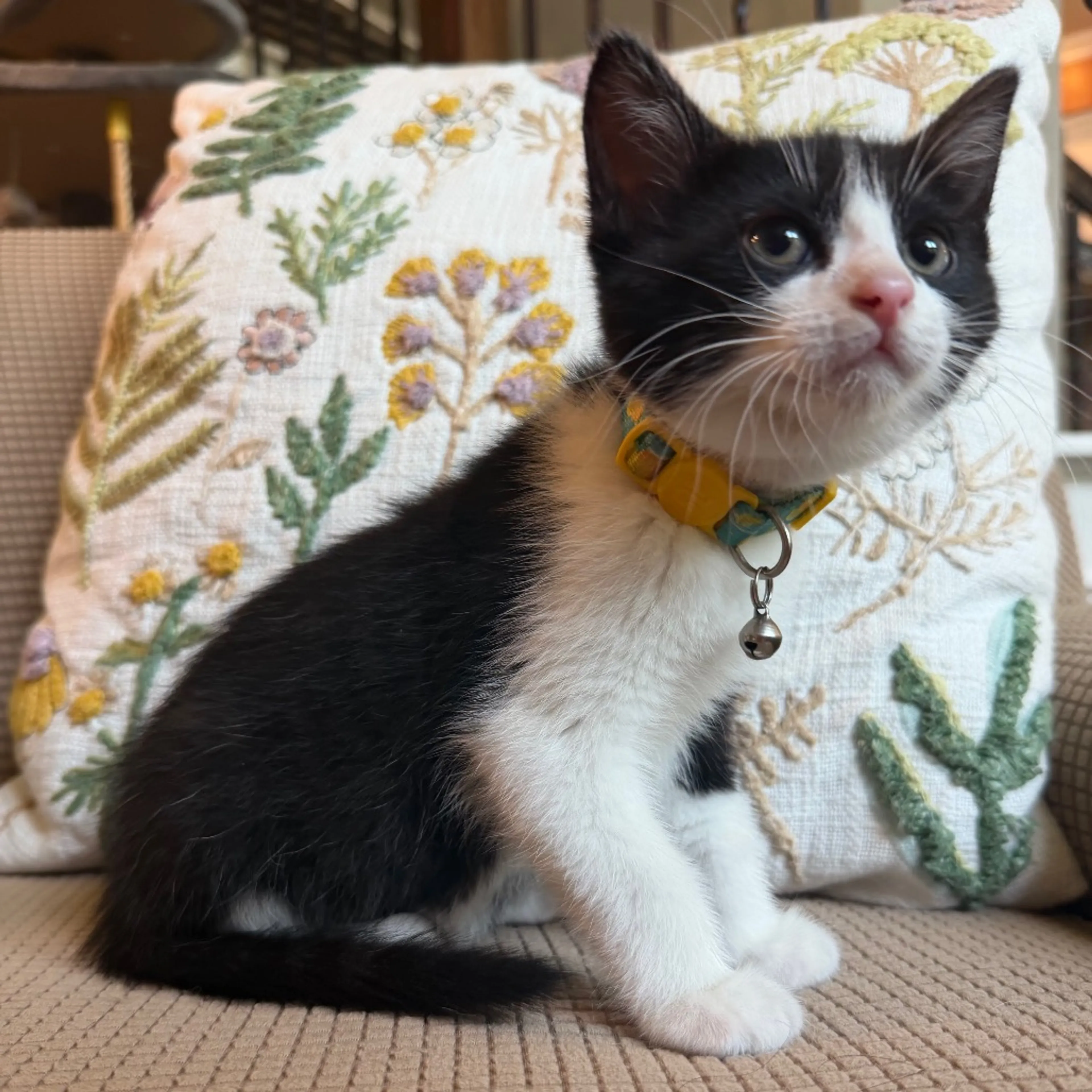 Found pet-5