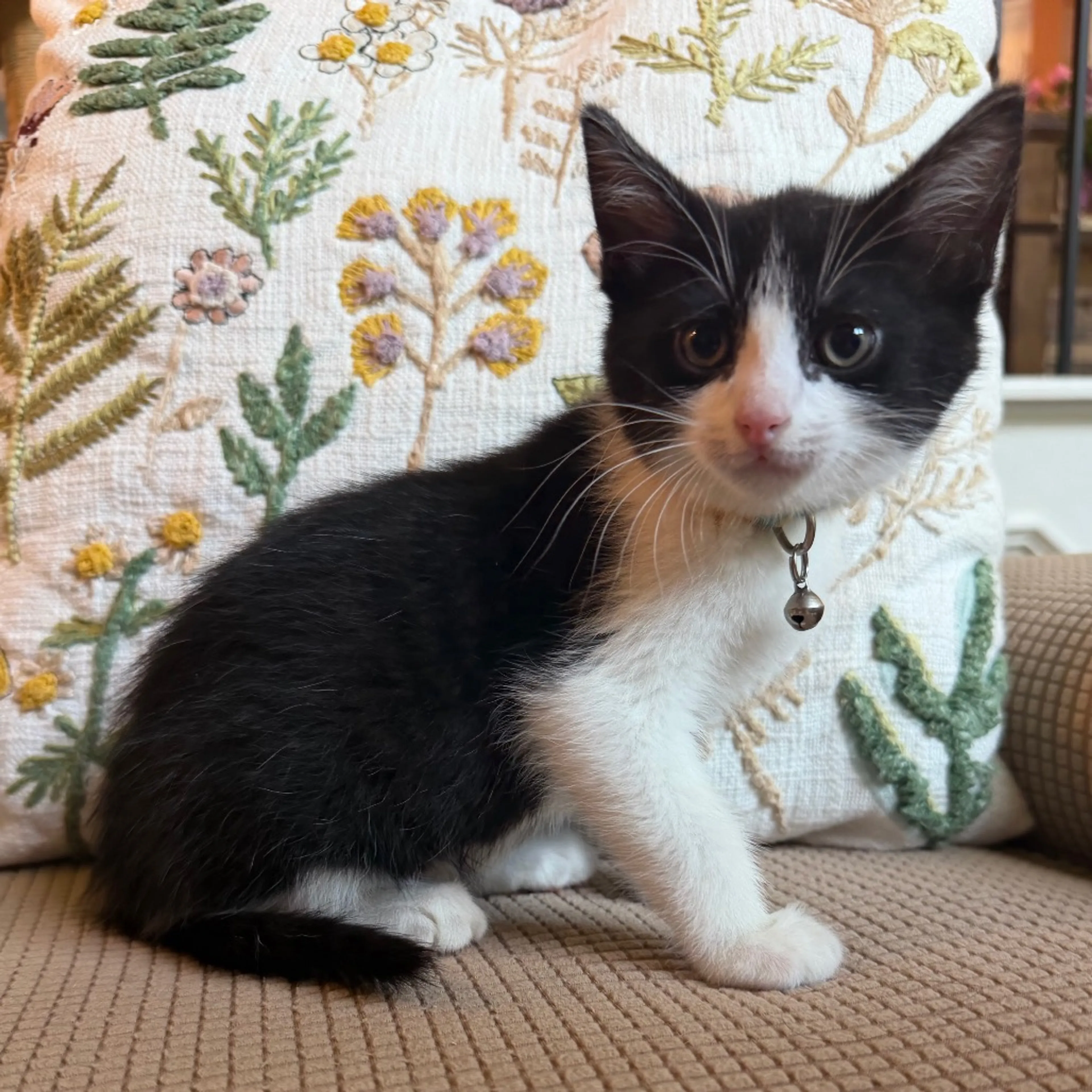 Found pet-6