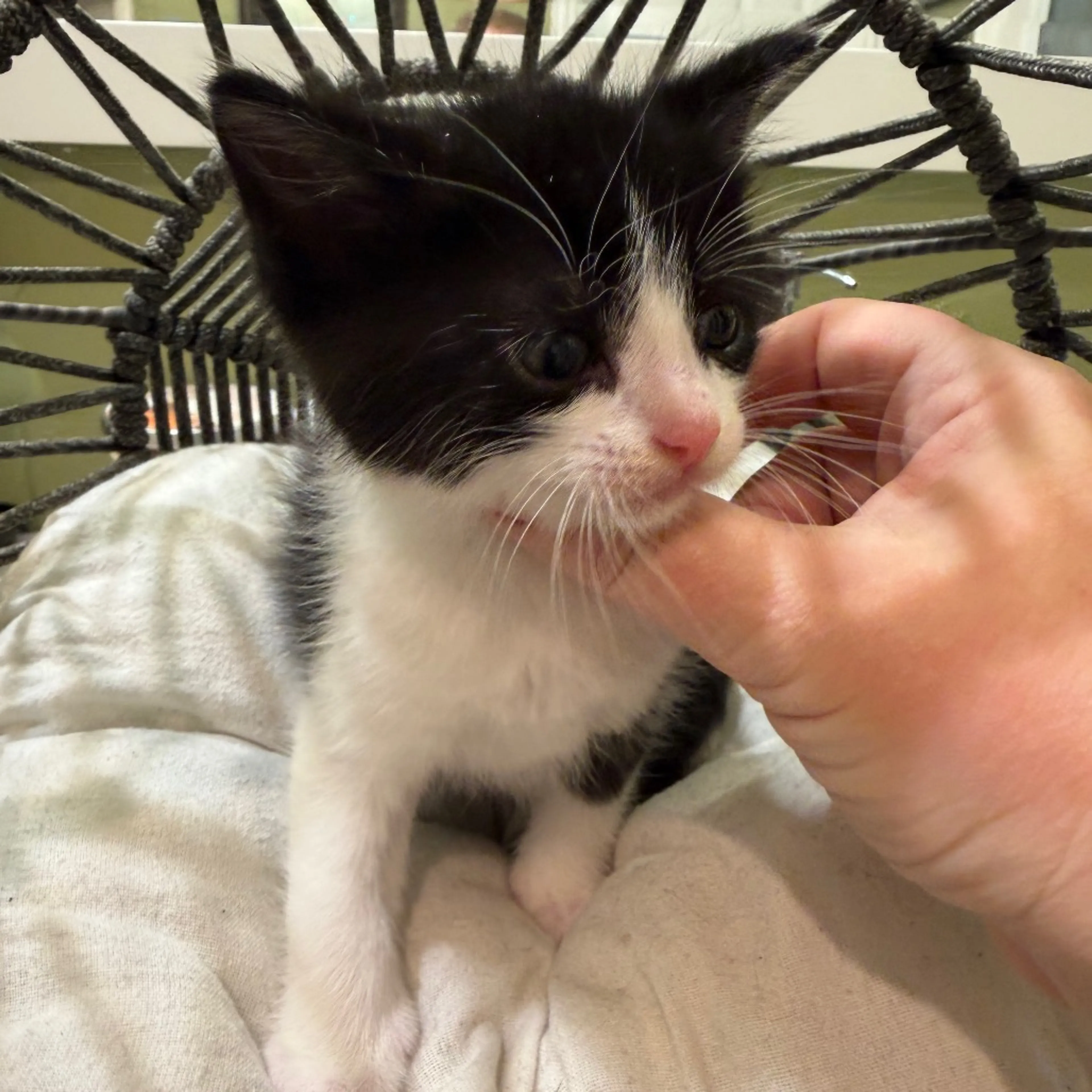 Found pet-1