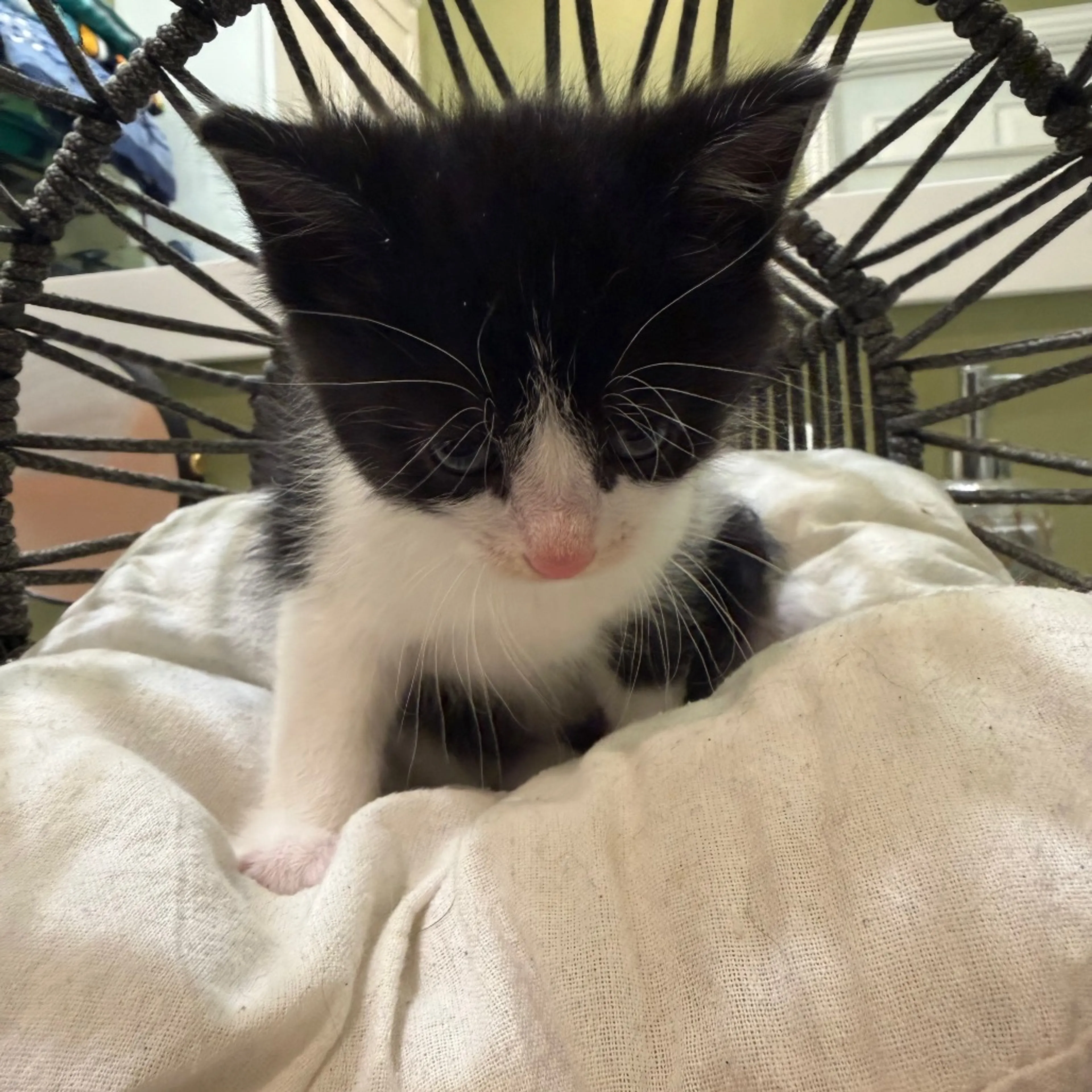 Found pet-2