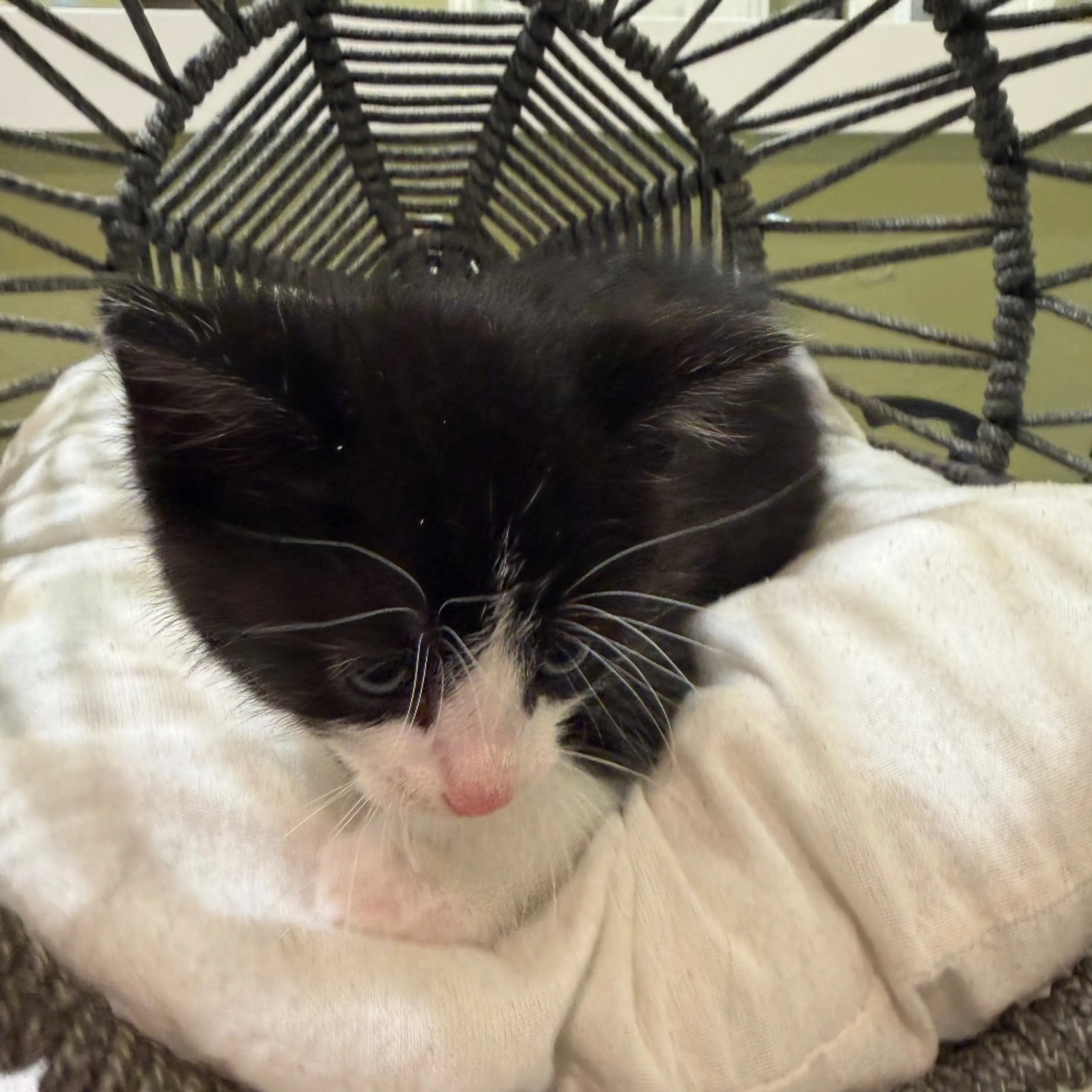 Found pet-4