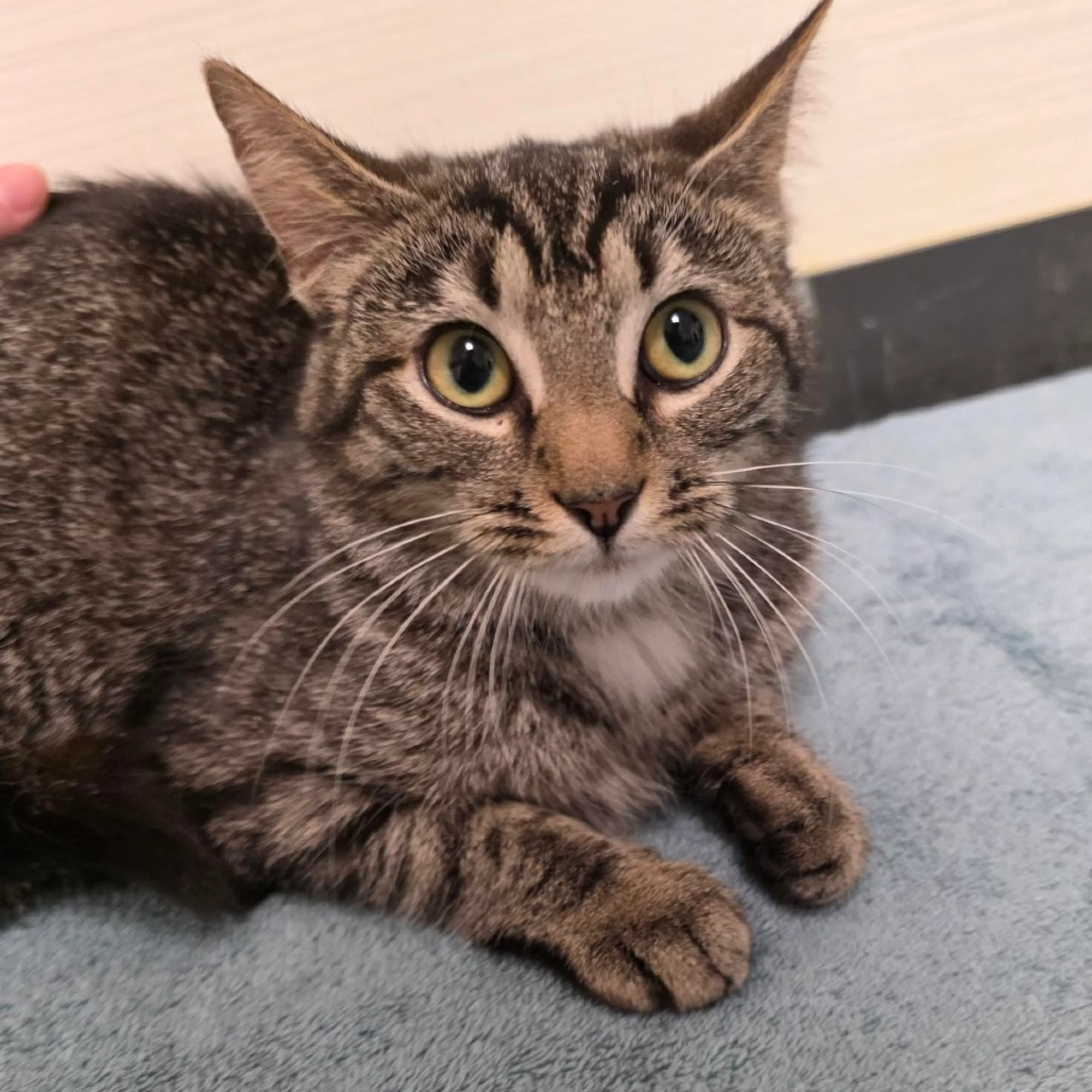 Found pet-1