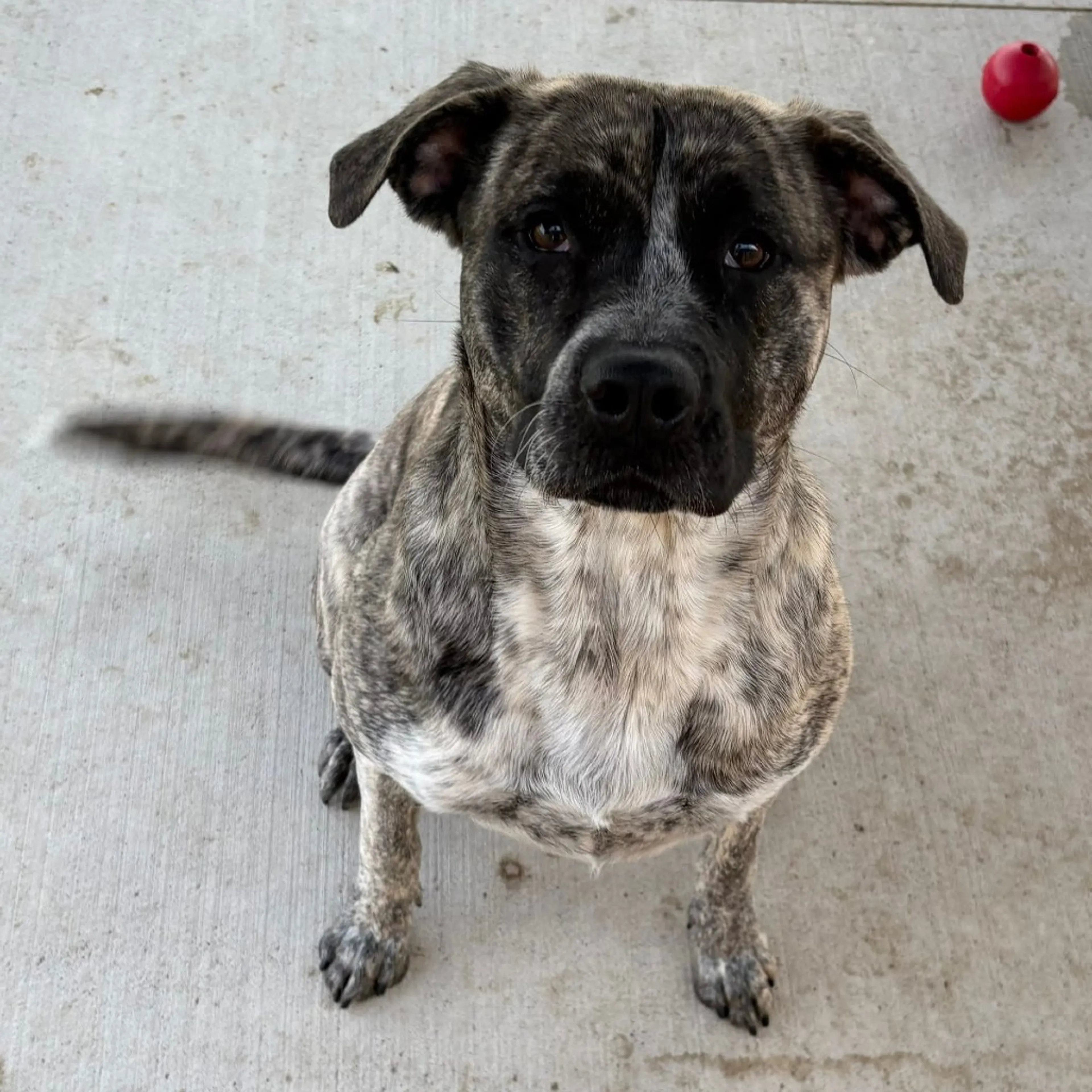 Found pet-1