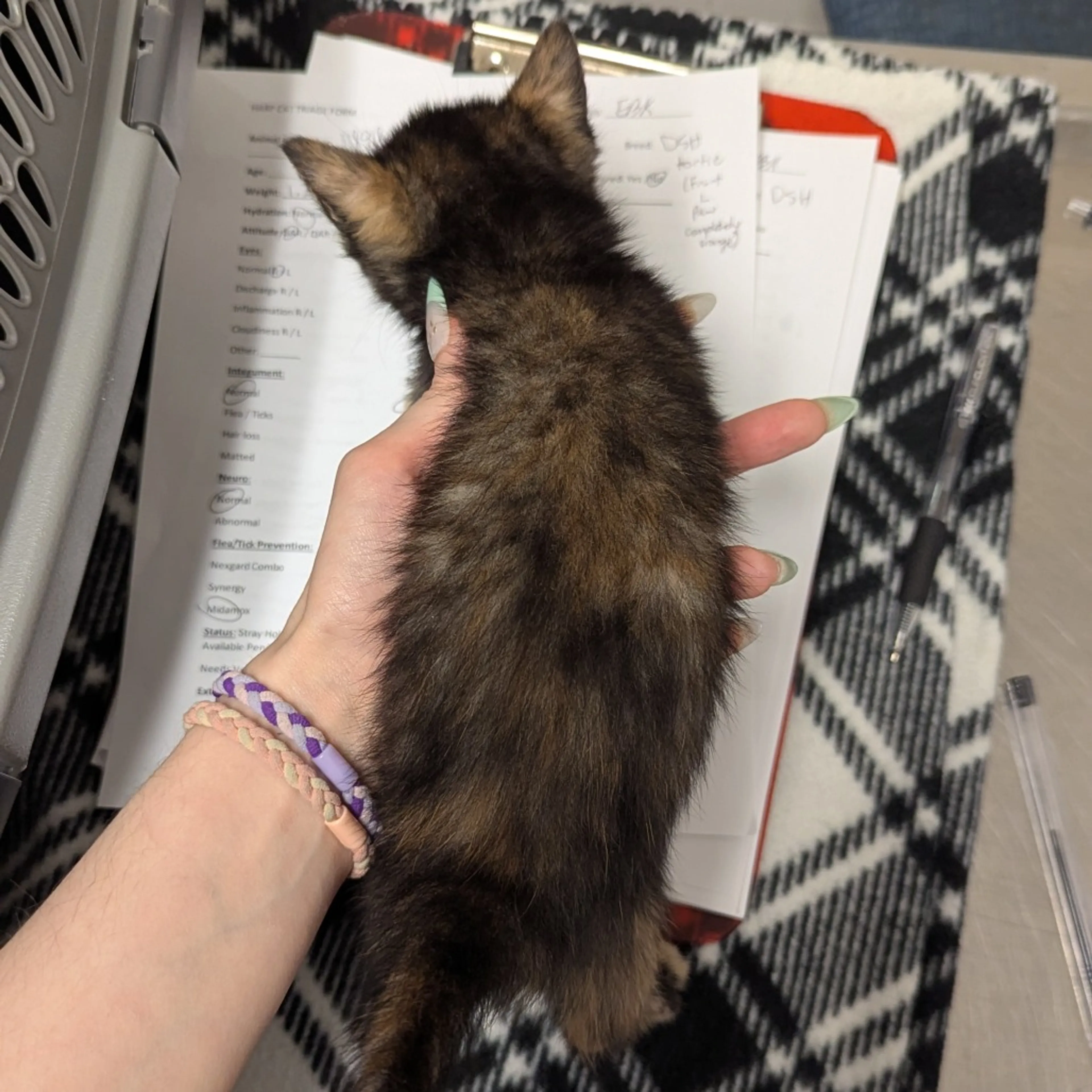 Found pet-1