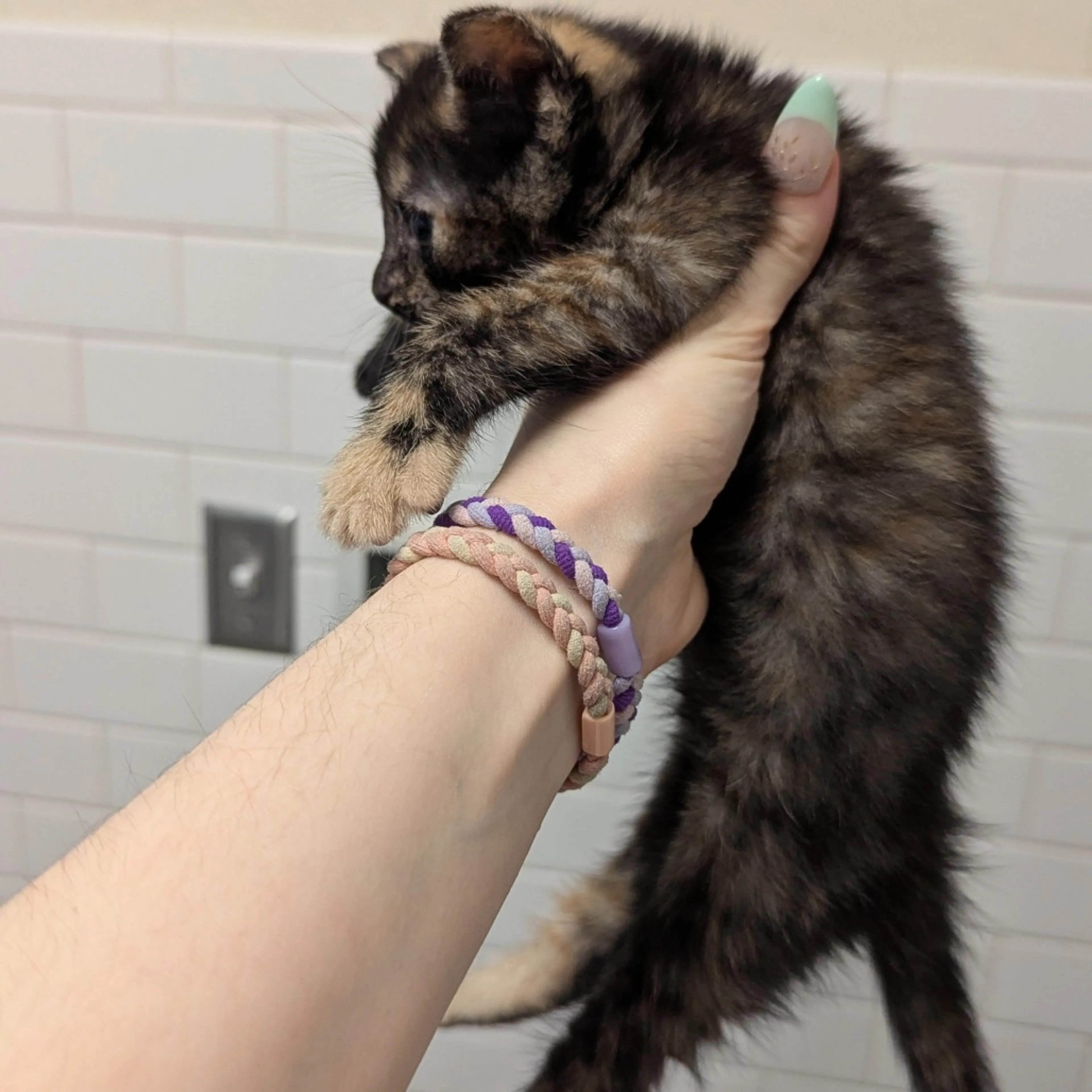 Found pet-2