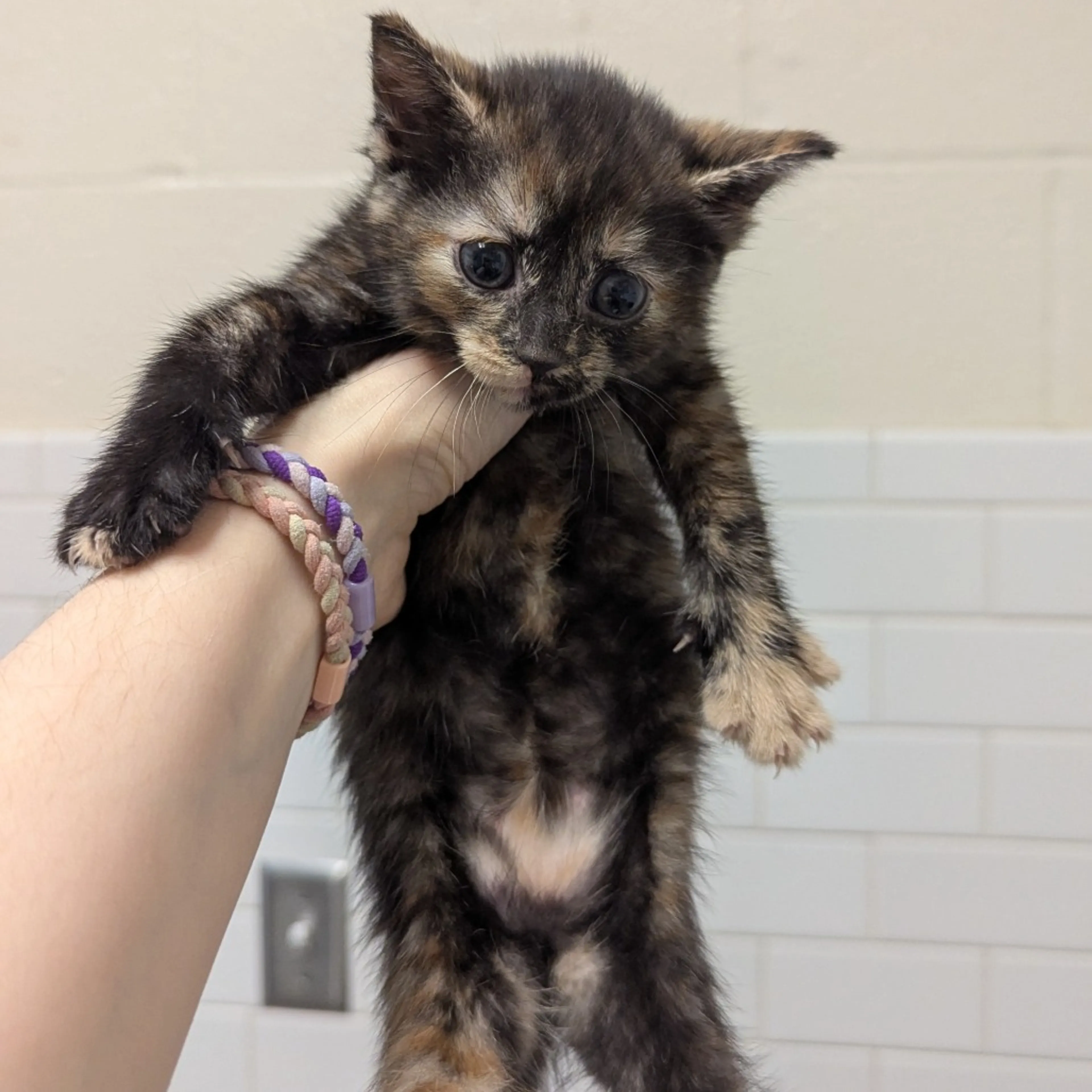 Found pet-4