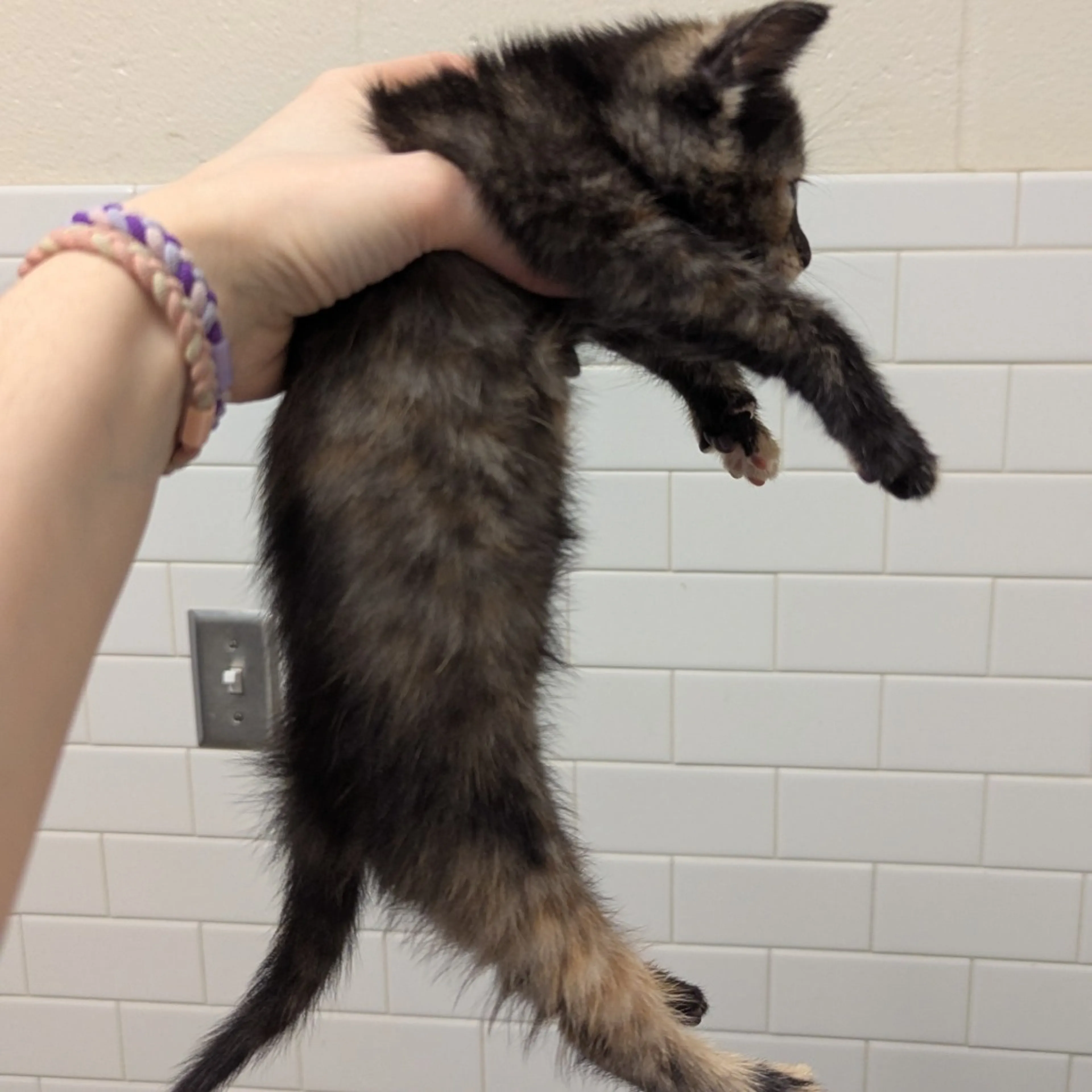 Found pet-3