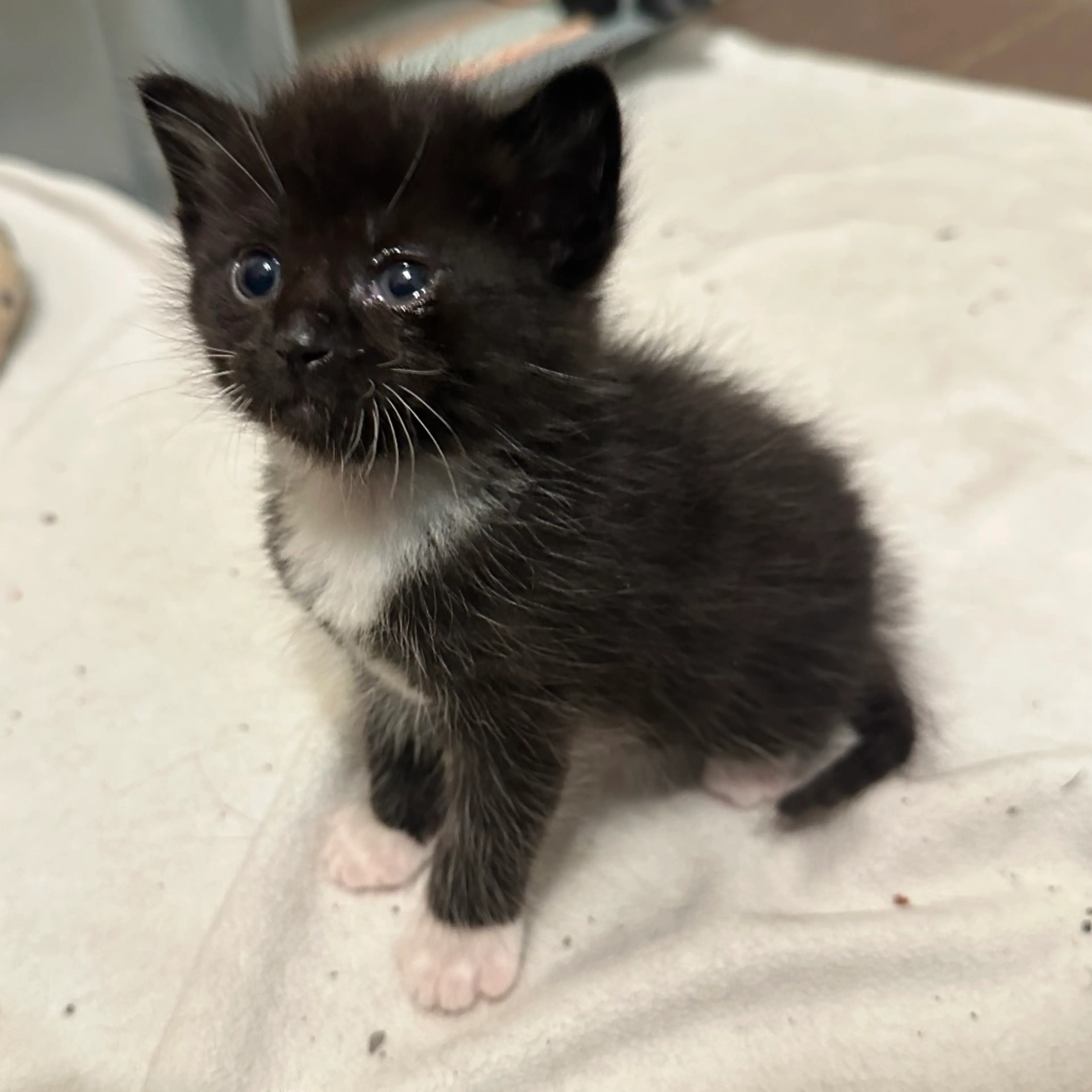 Found pet-2