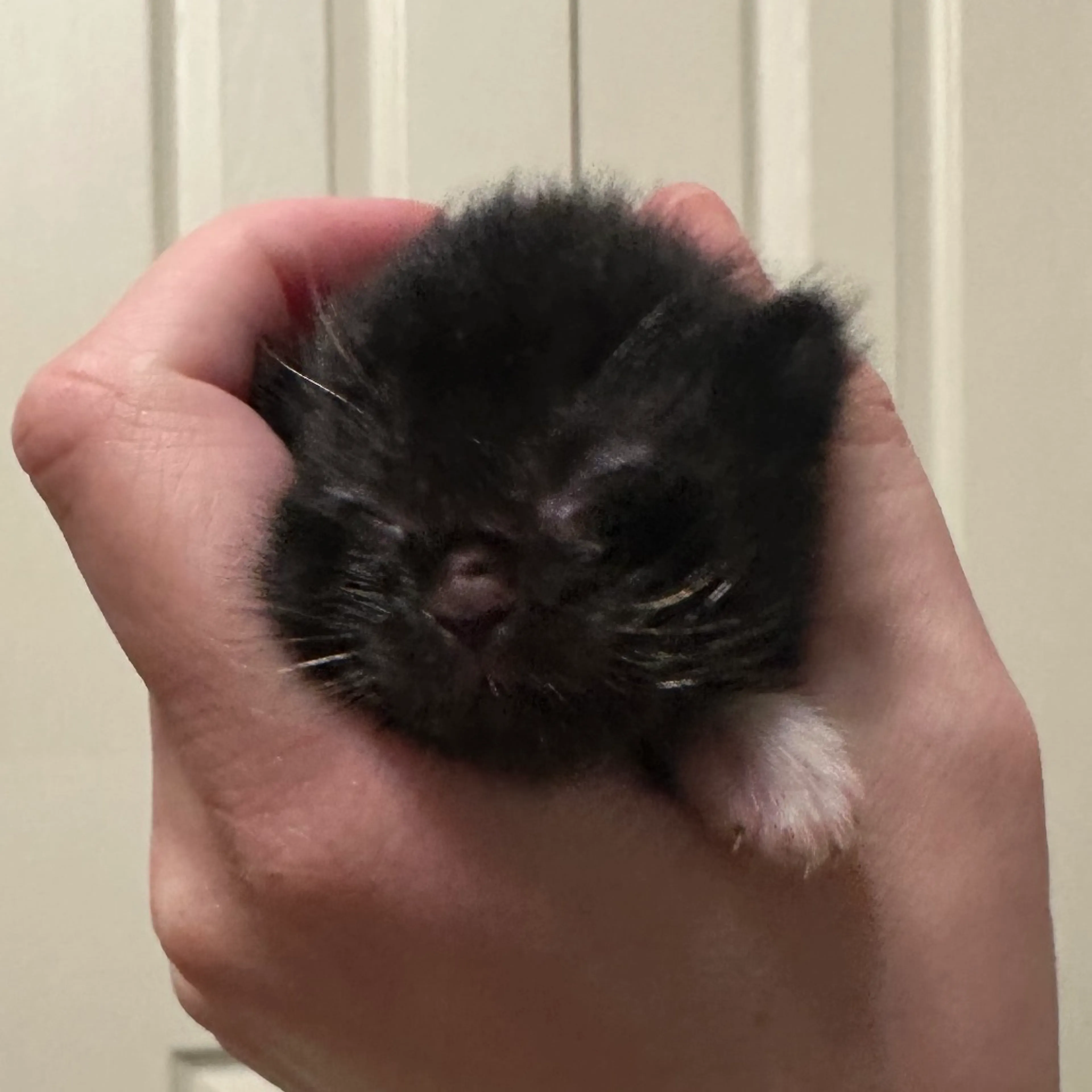 Found pet-1