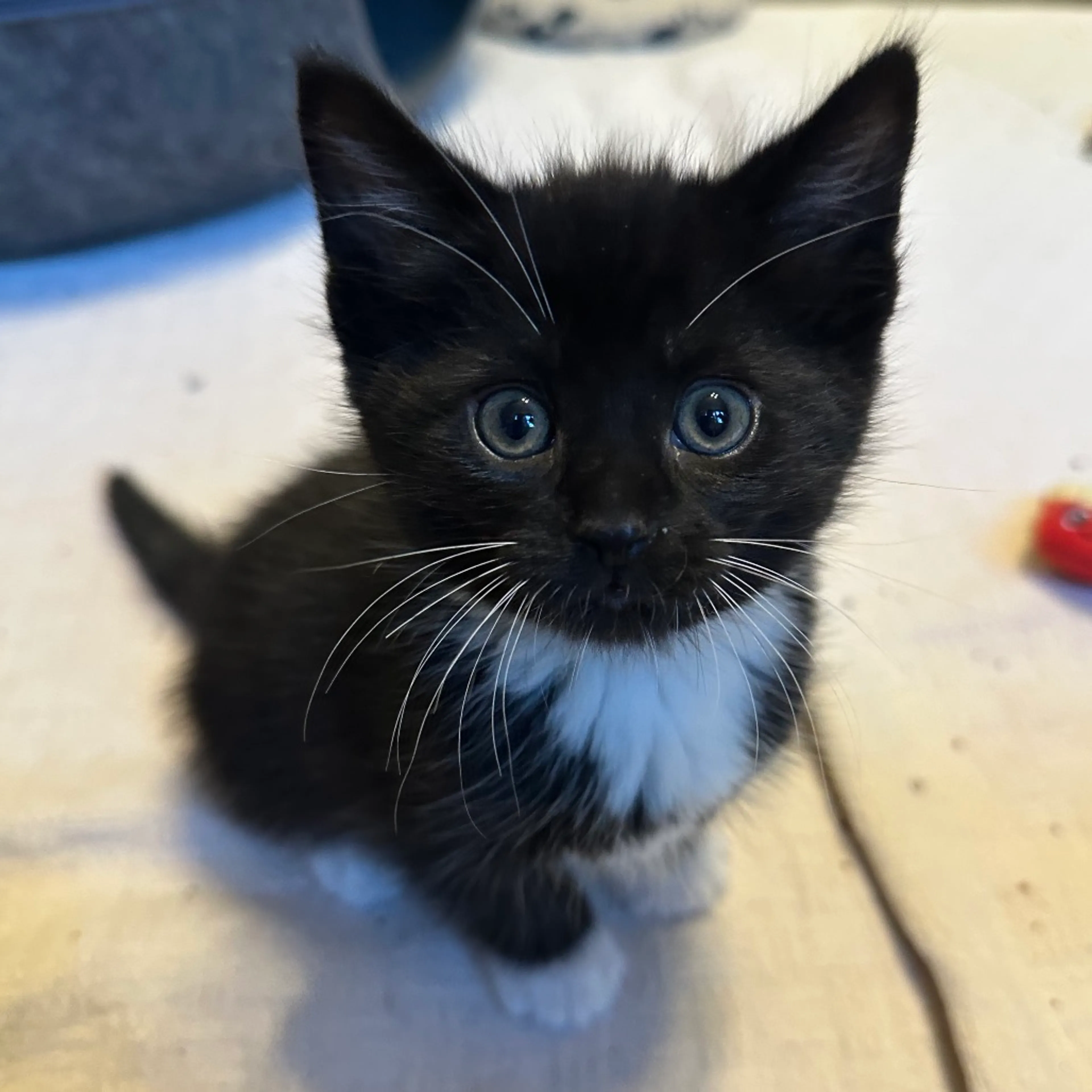 Found pet-3