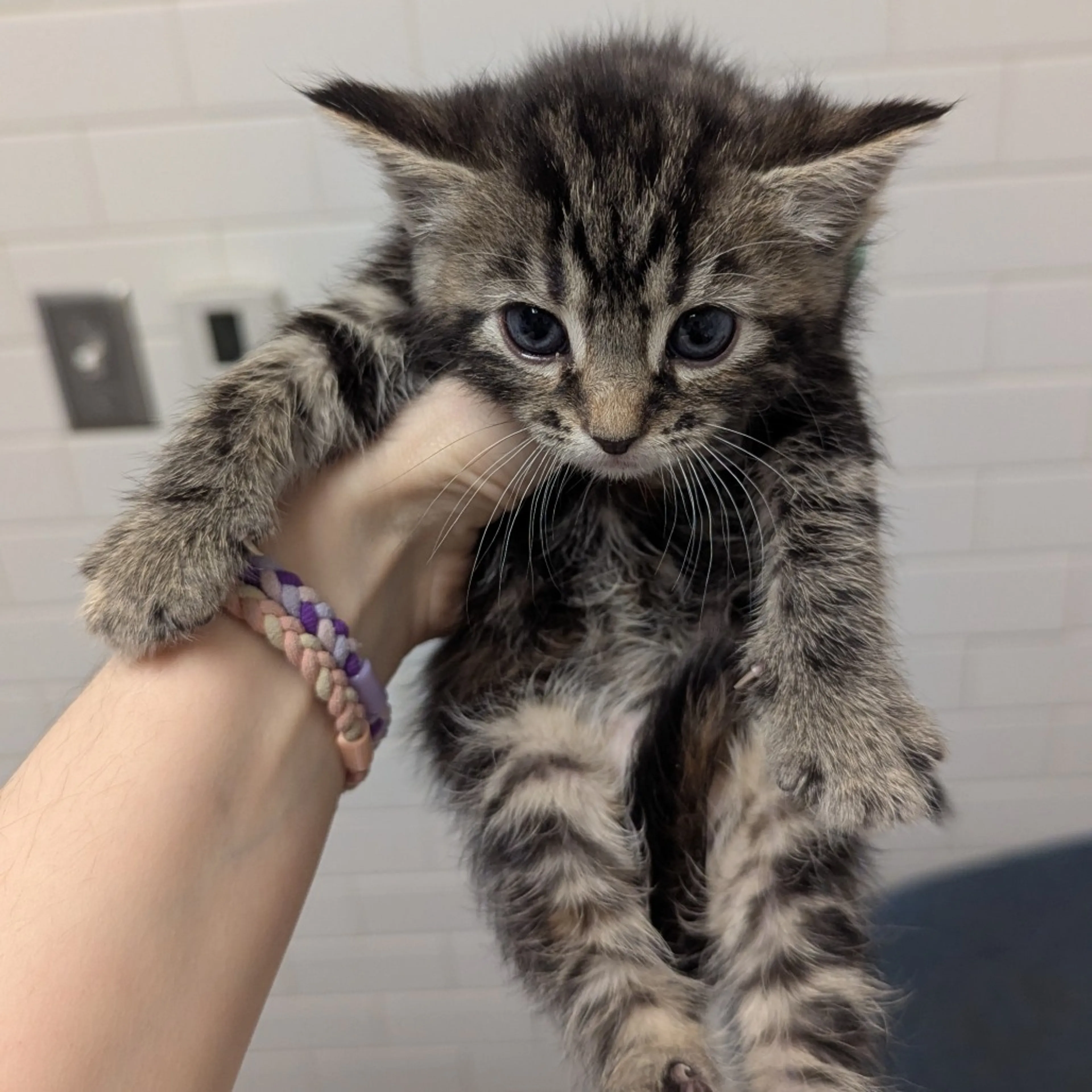 Found pet-3