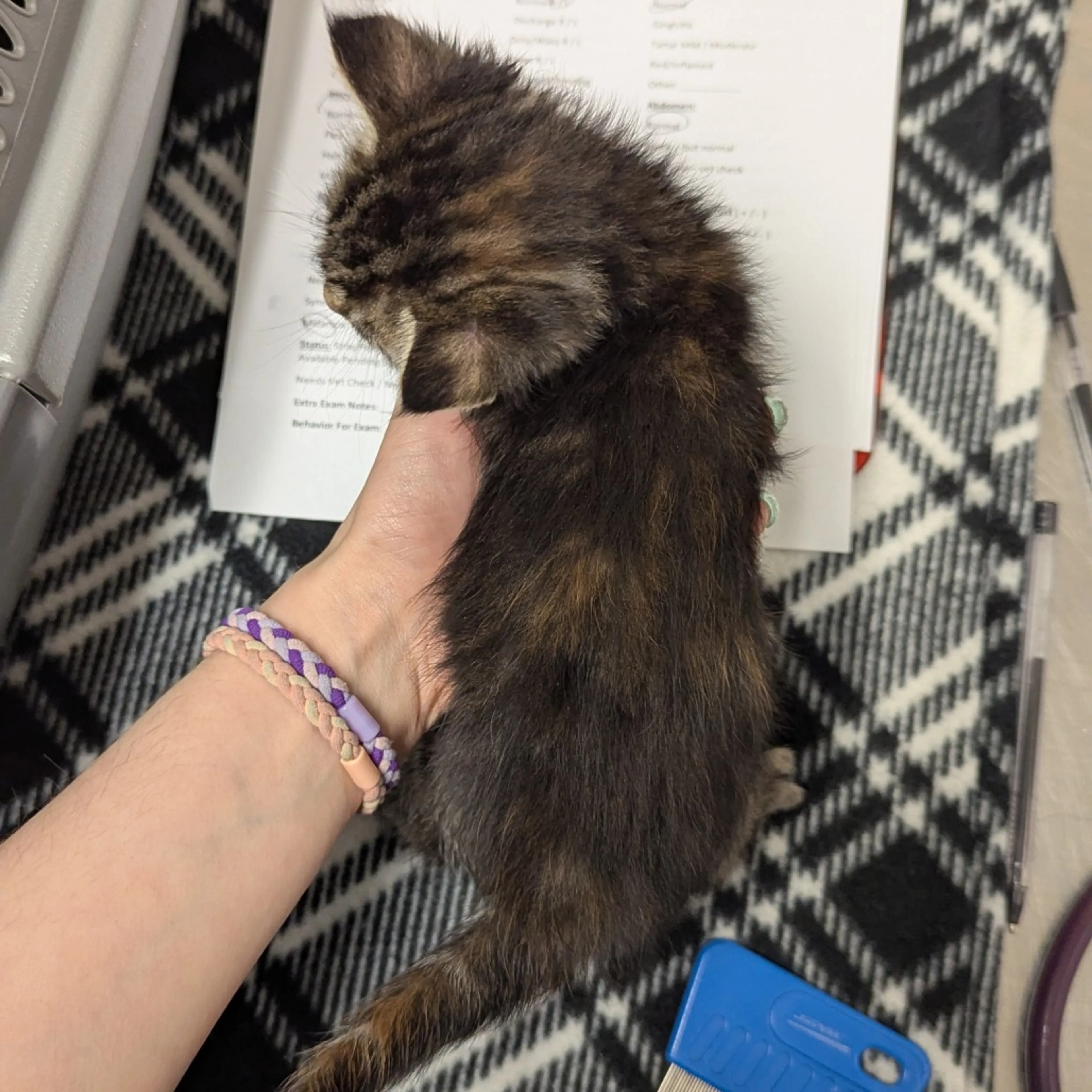 Found pet-1