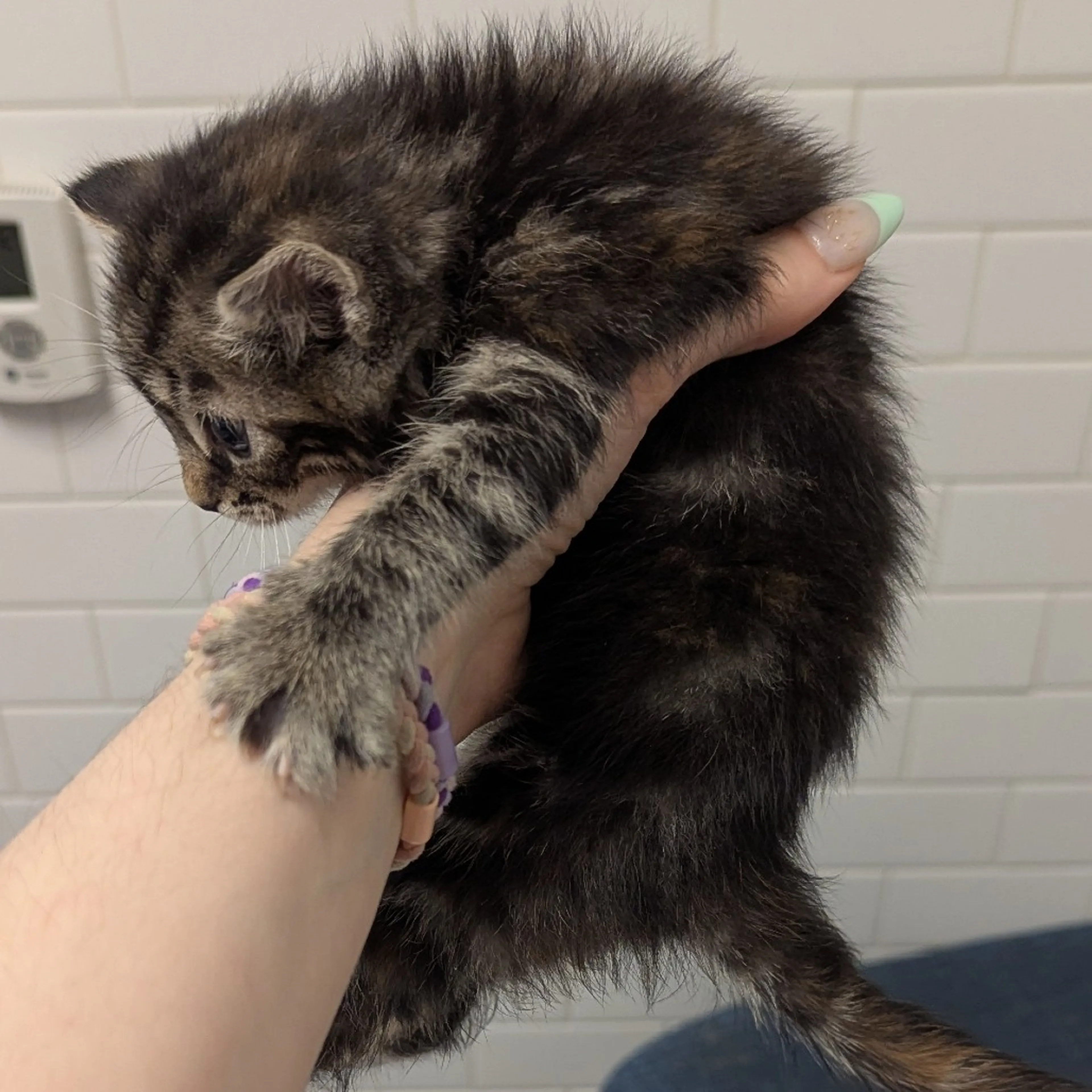 Found pet-2