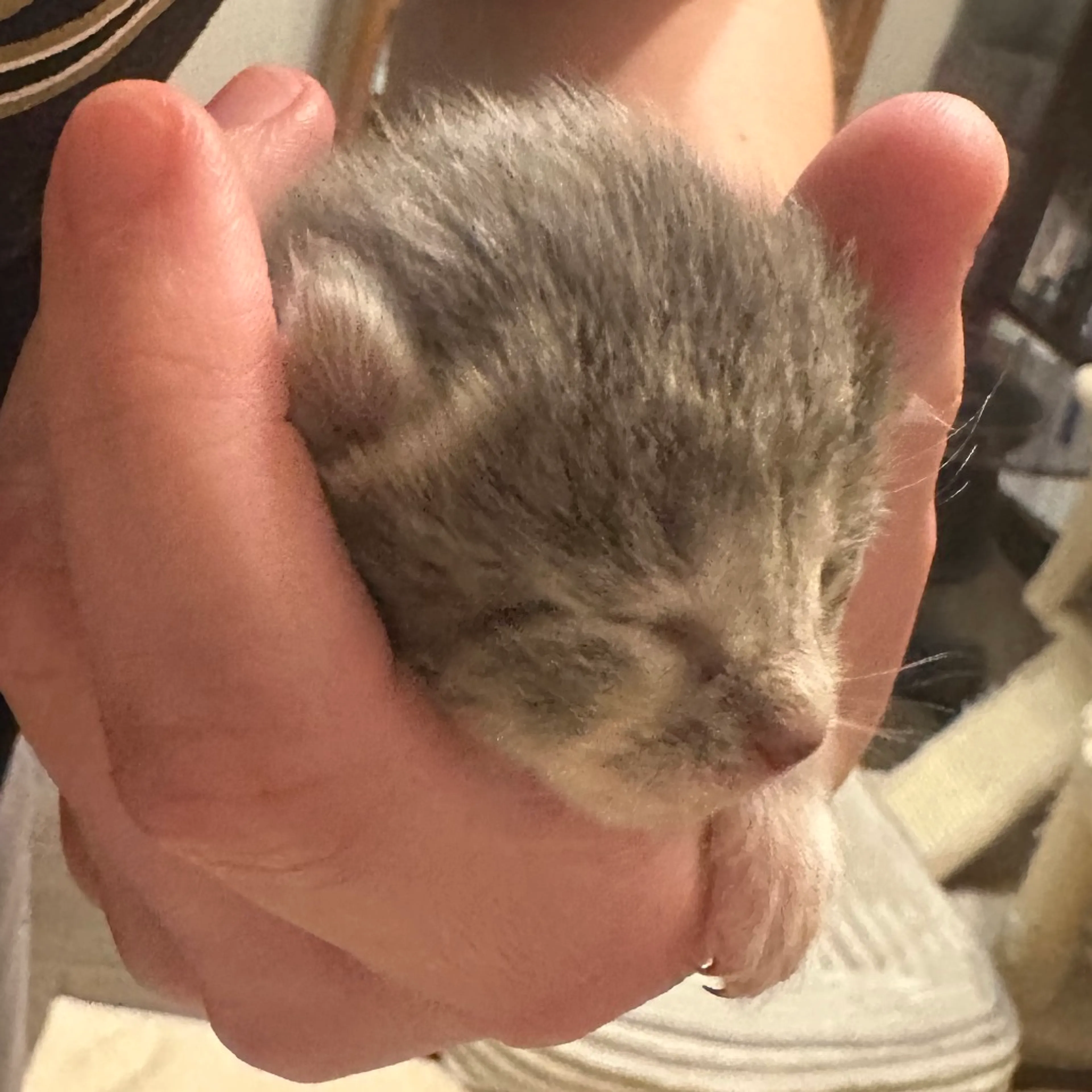 Found pet-1