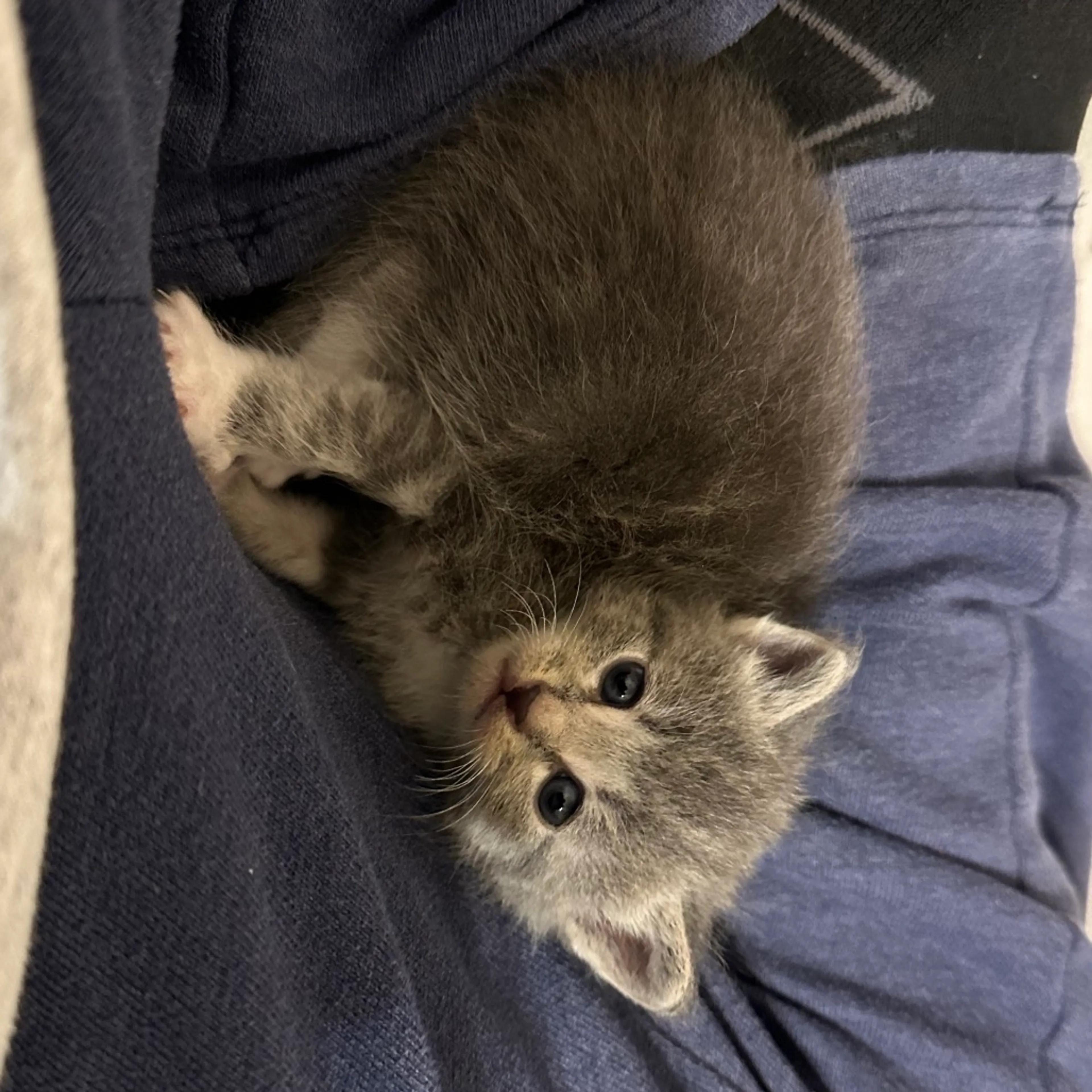 Found pet-2