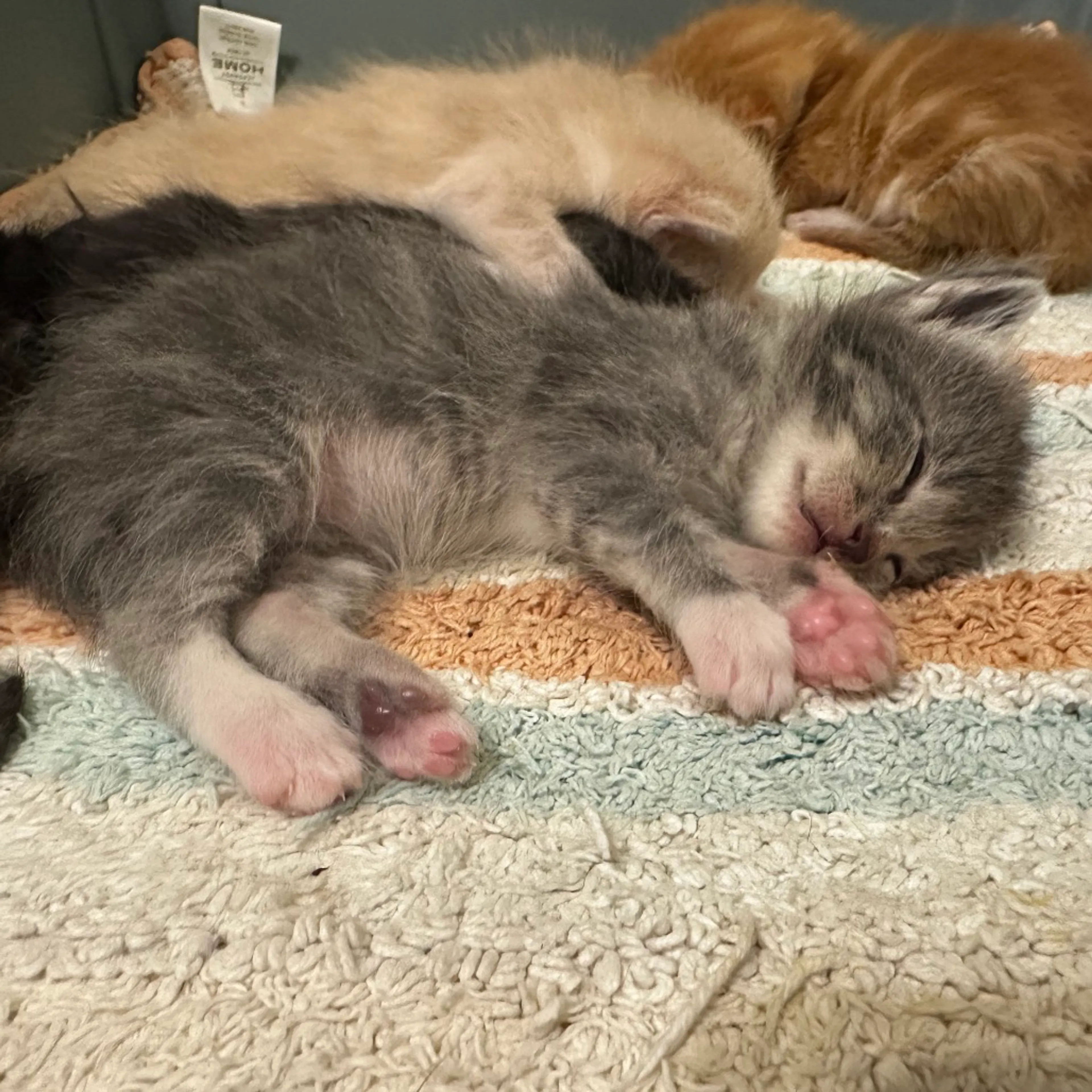 Found pet-3