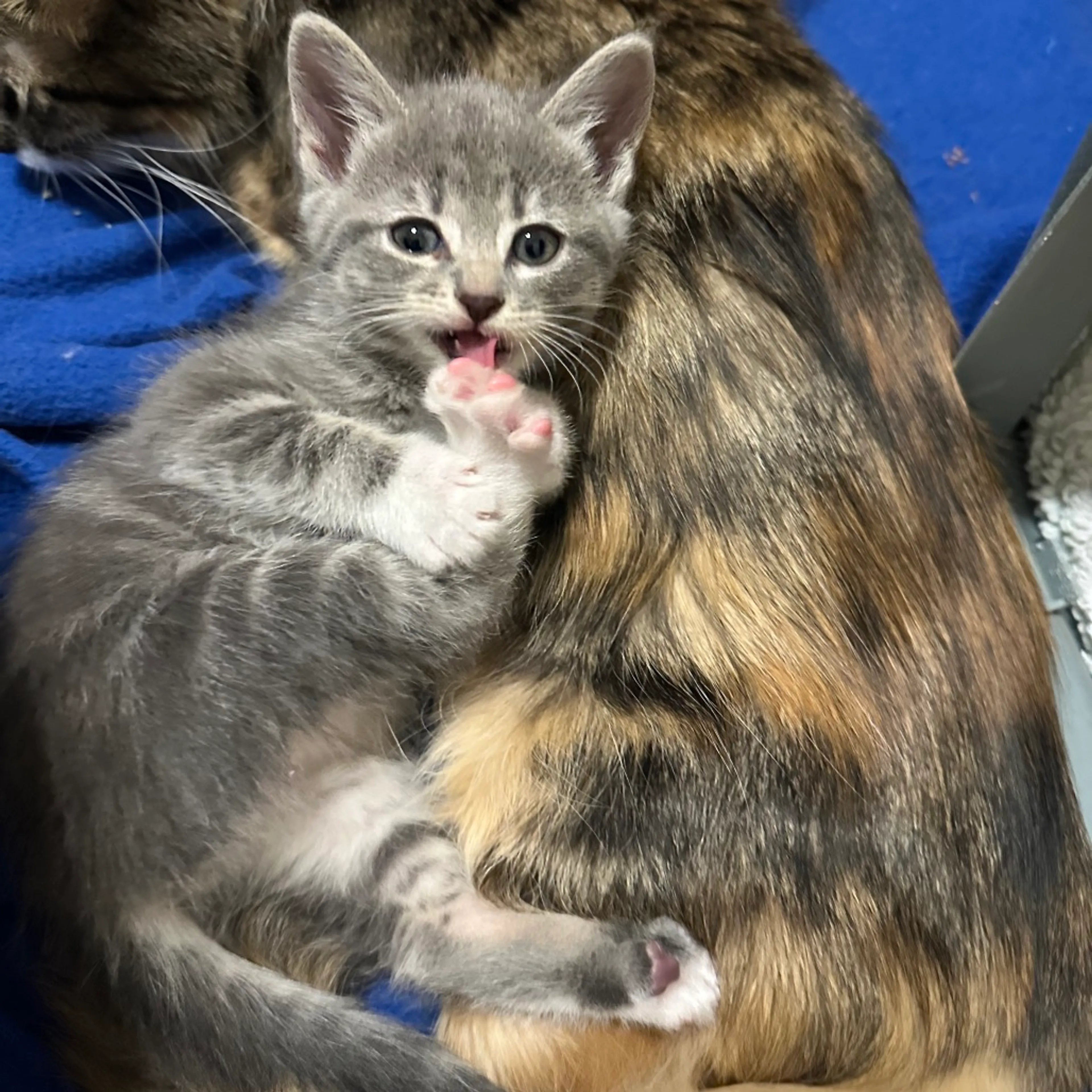 Found pet-5
