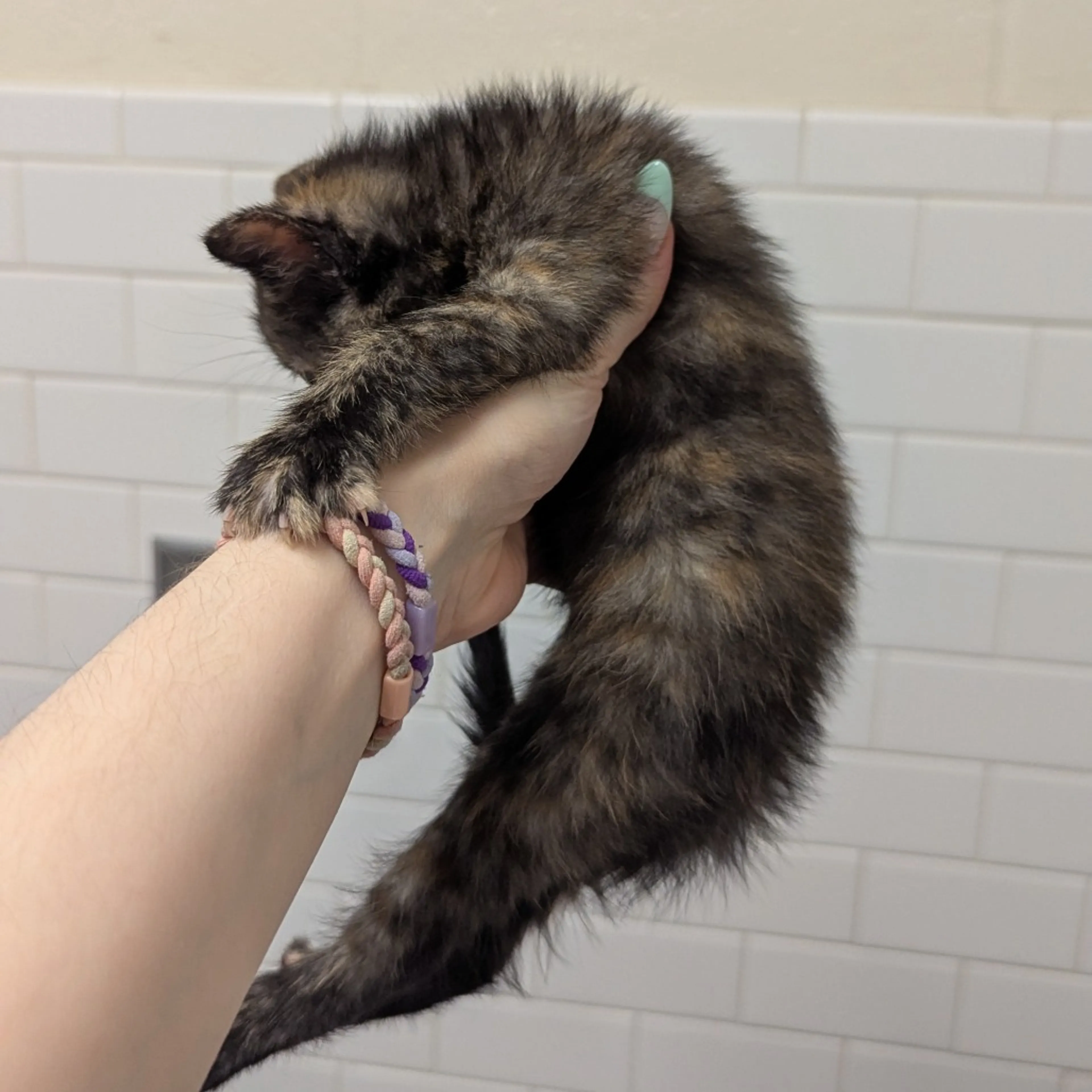 Found pet-2