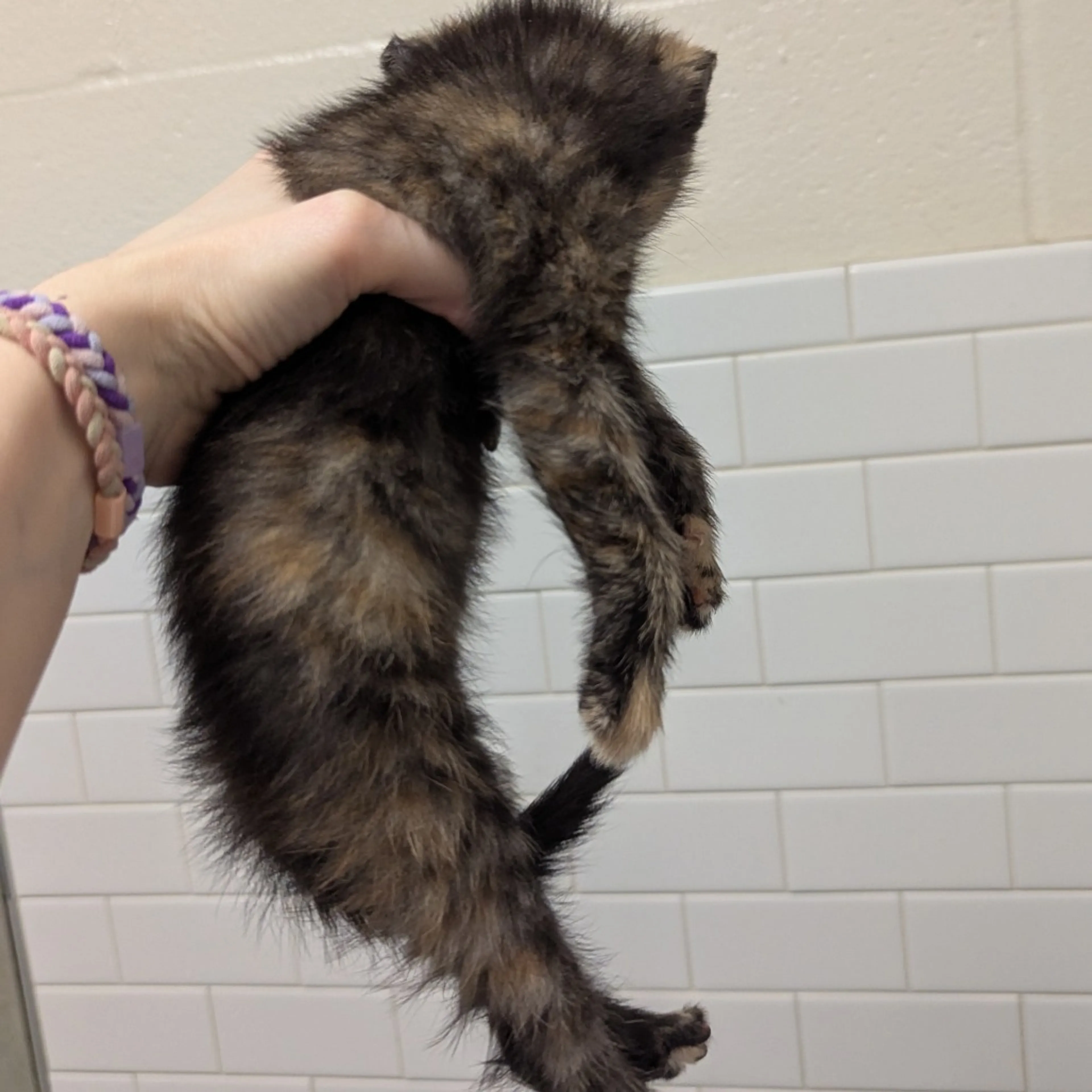 Found pet-3