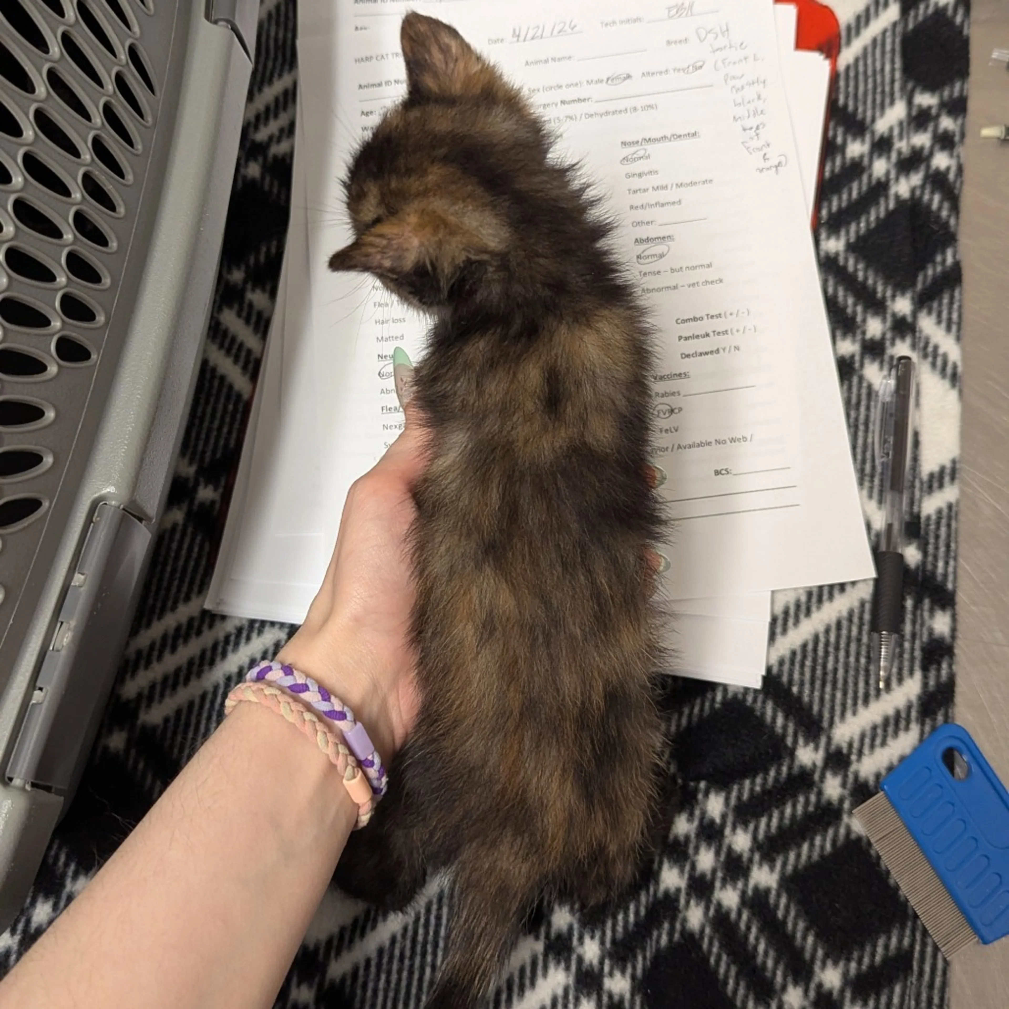 Found pet-1