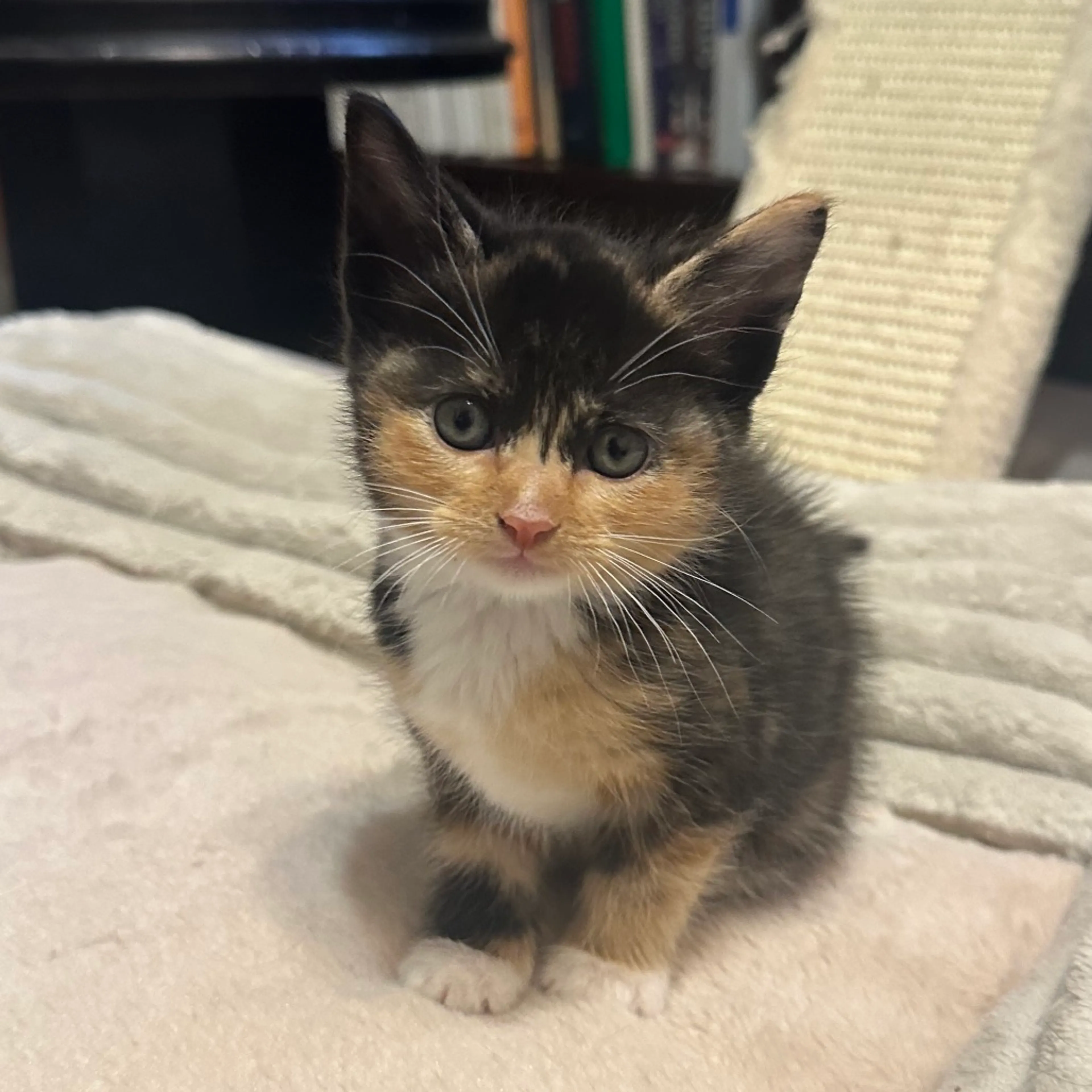 Found pet-3
