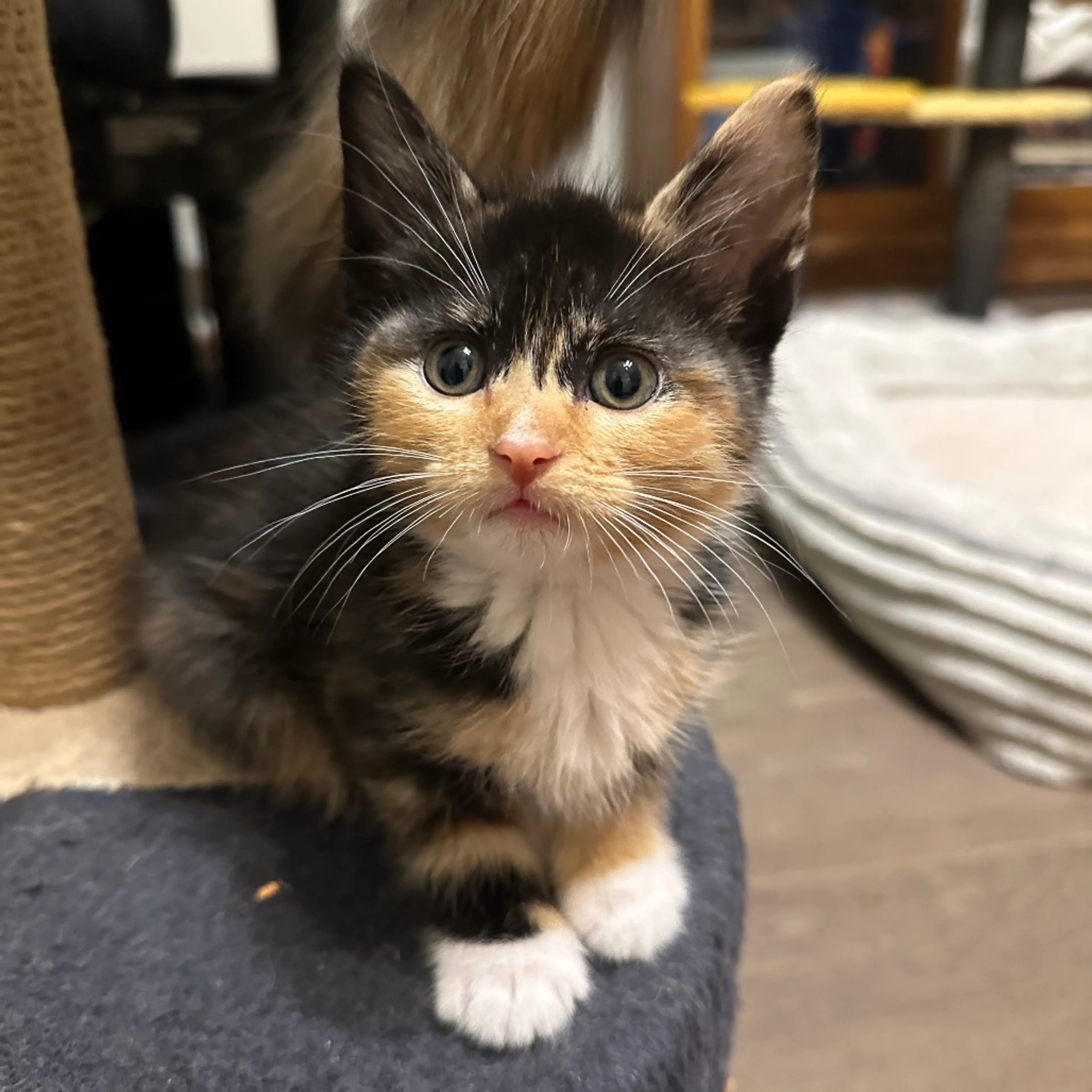 Found pet-0