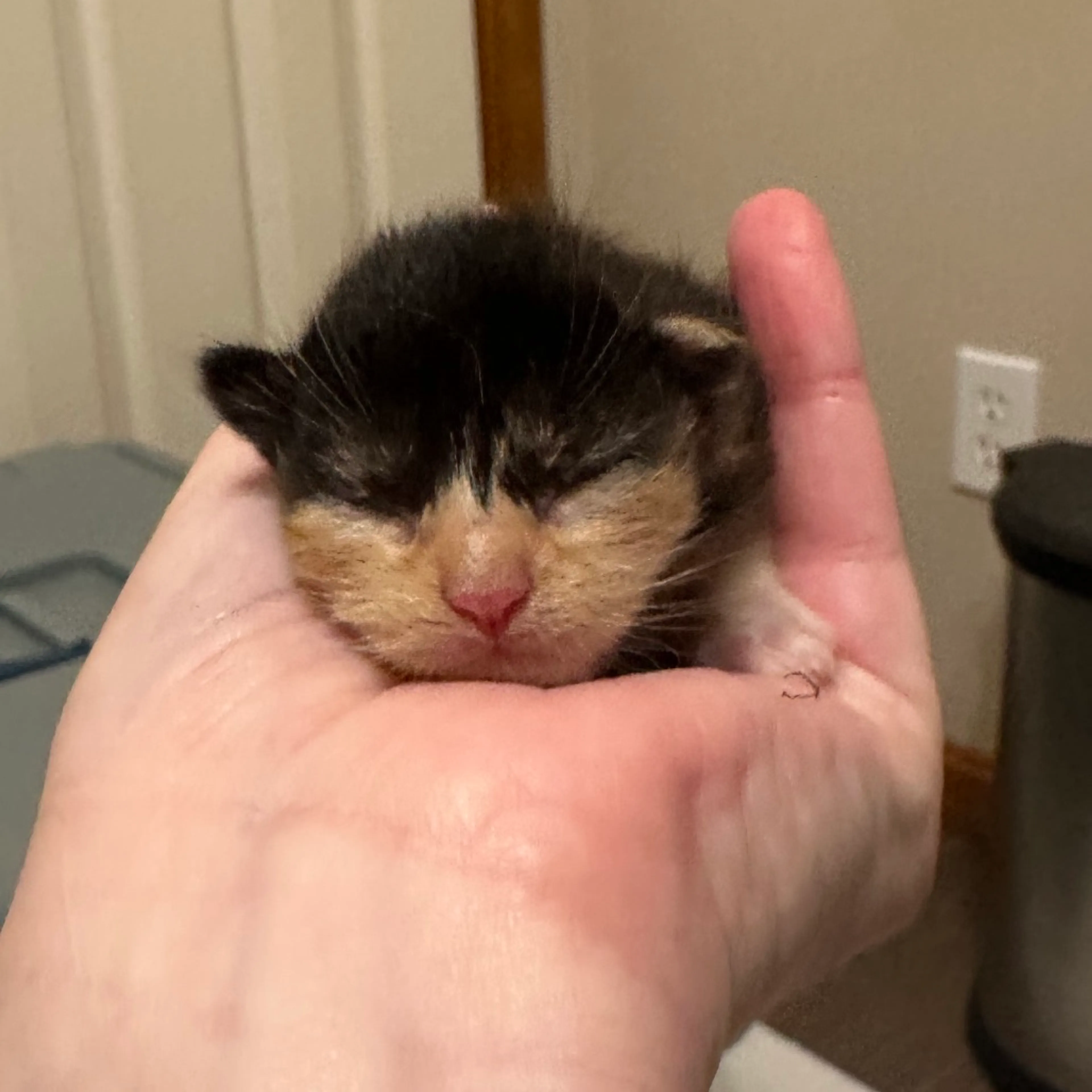 Found pet-1