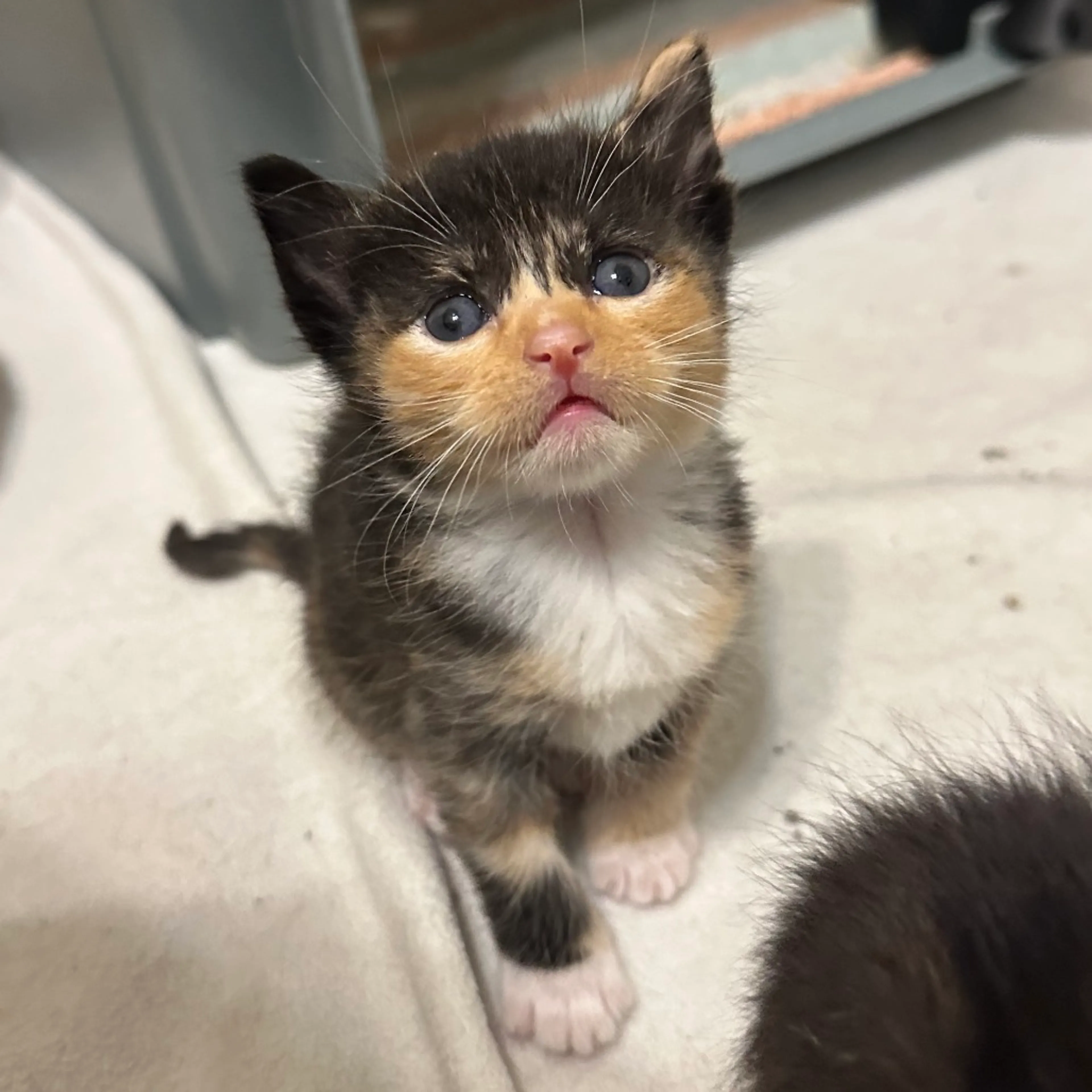 Found pet-2