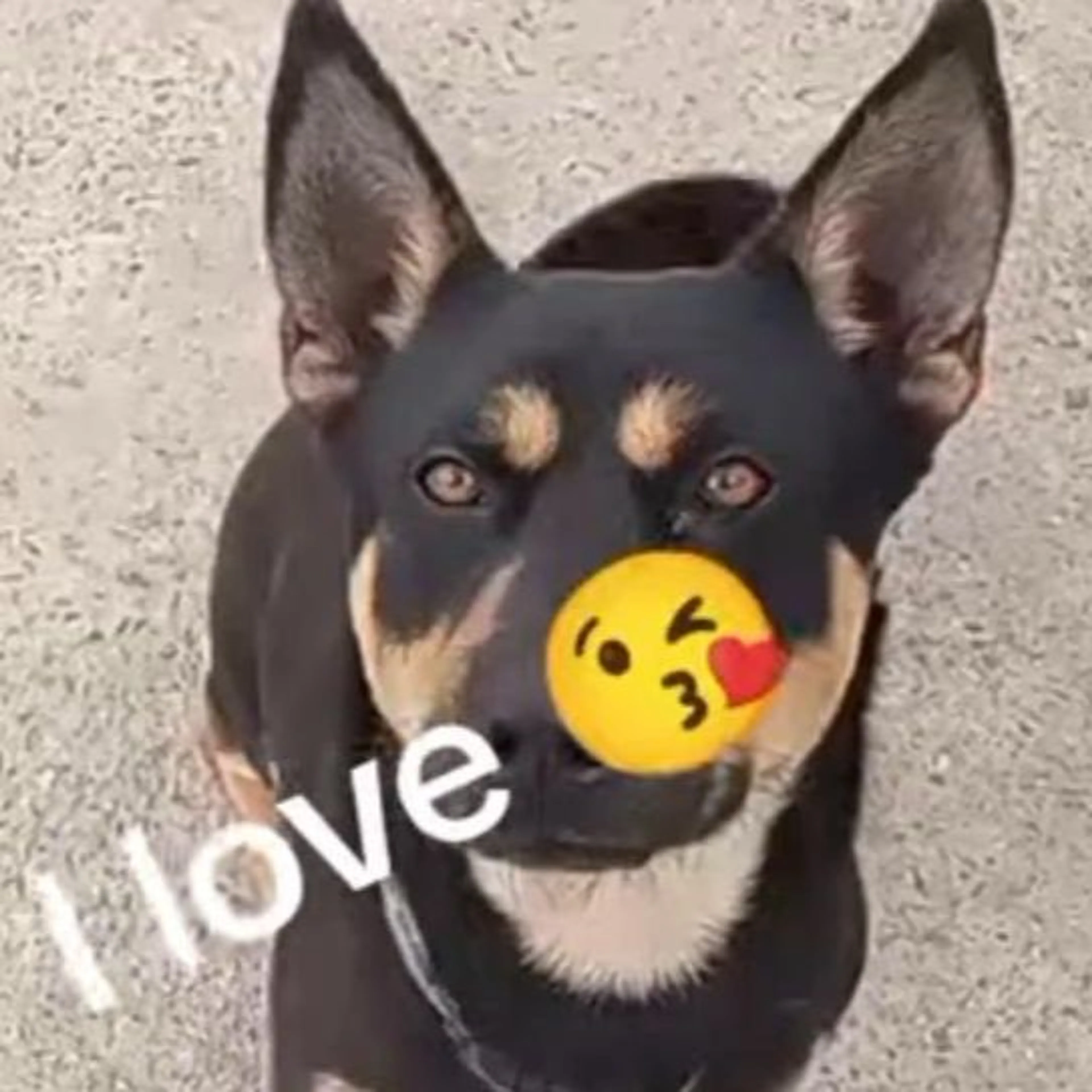 Lost pet