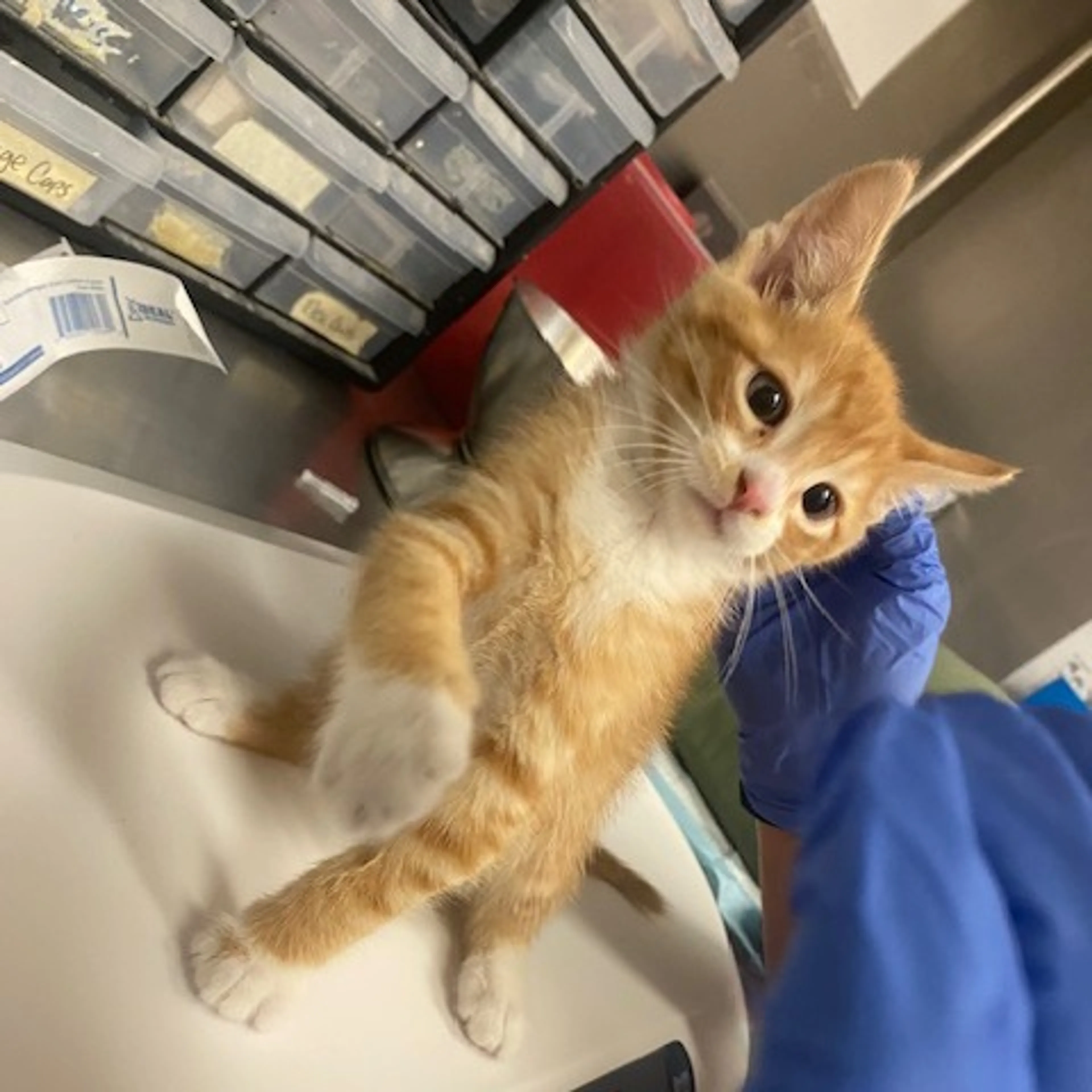 Found pet-1
