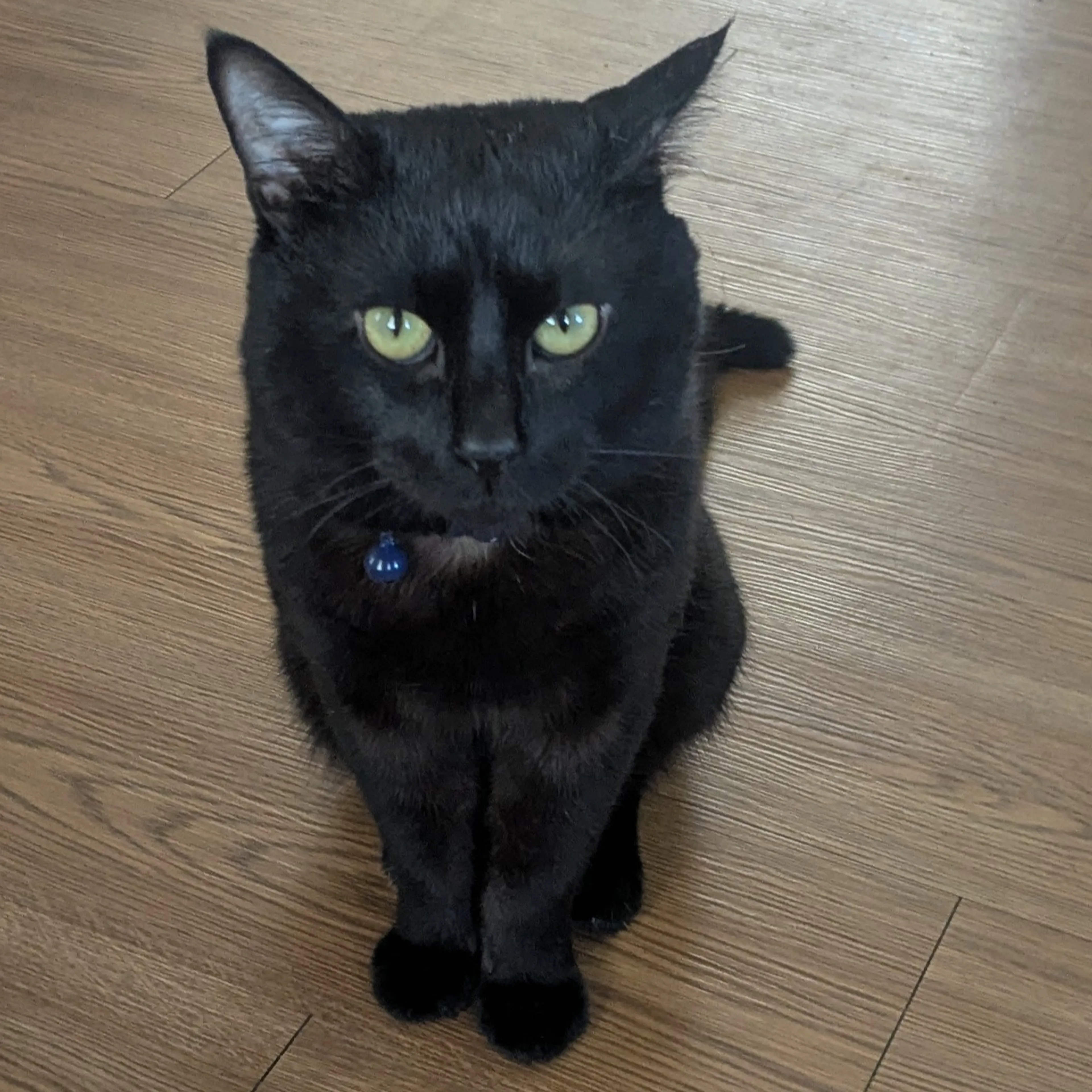 Lost pet-1