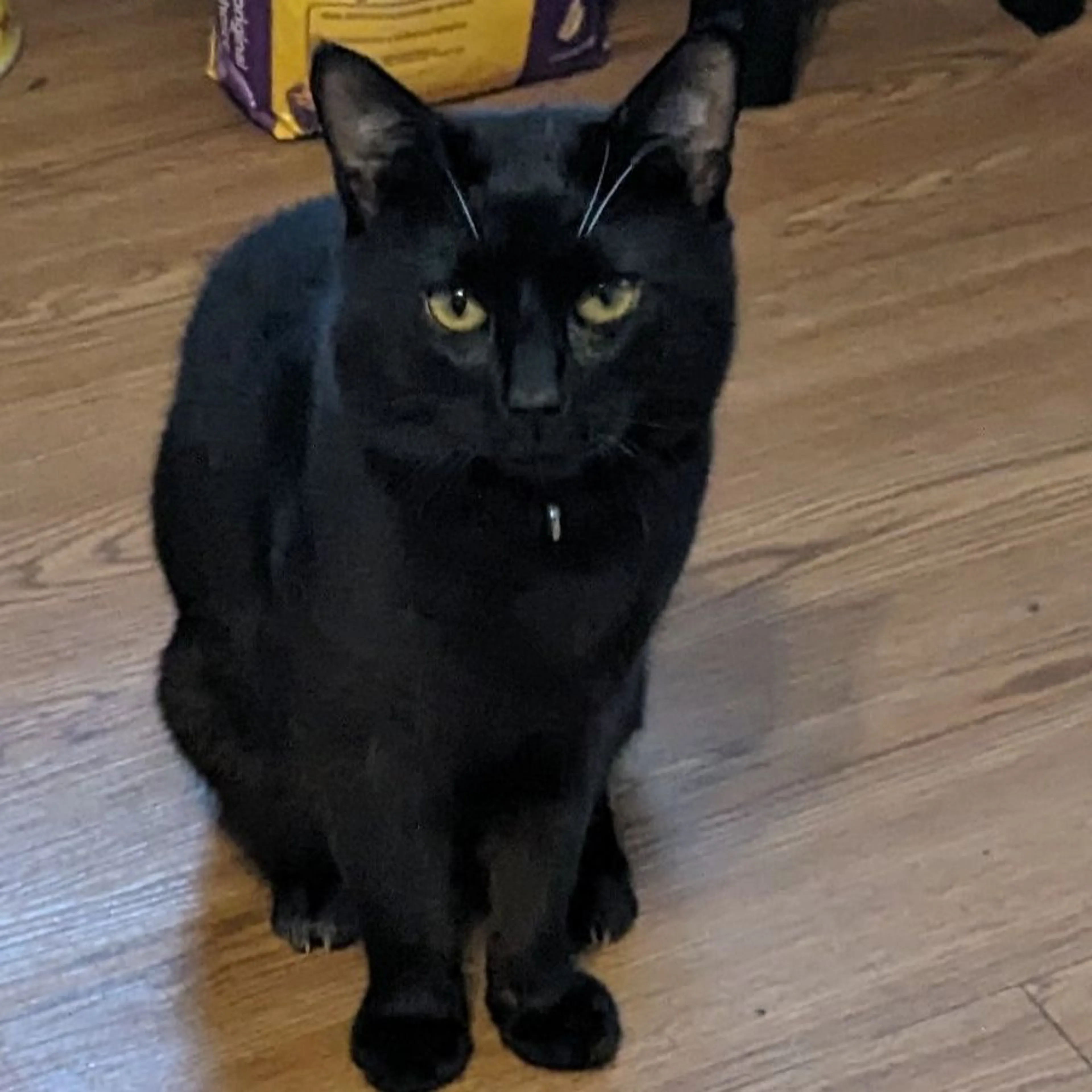 Lost pet-0