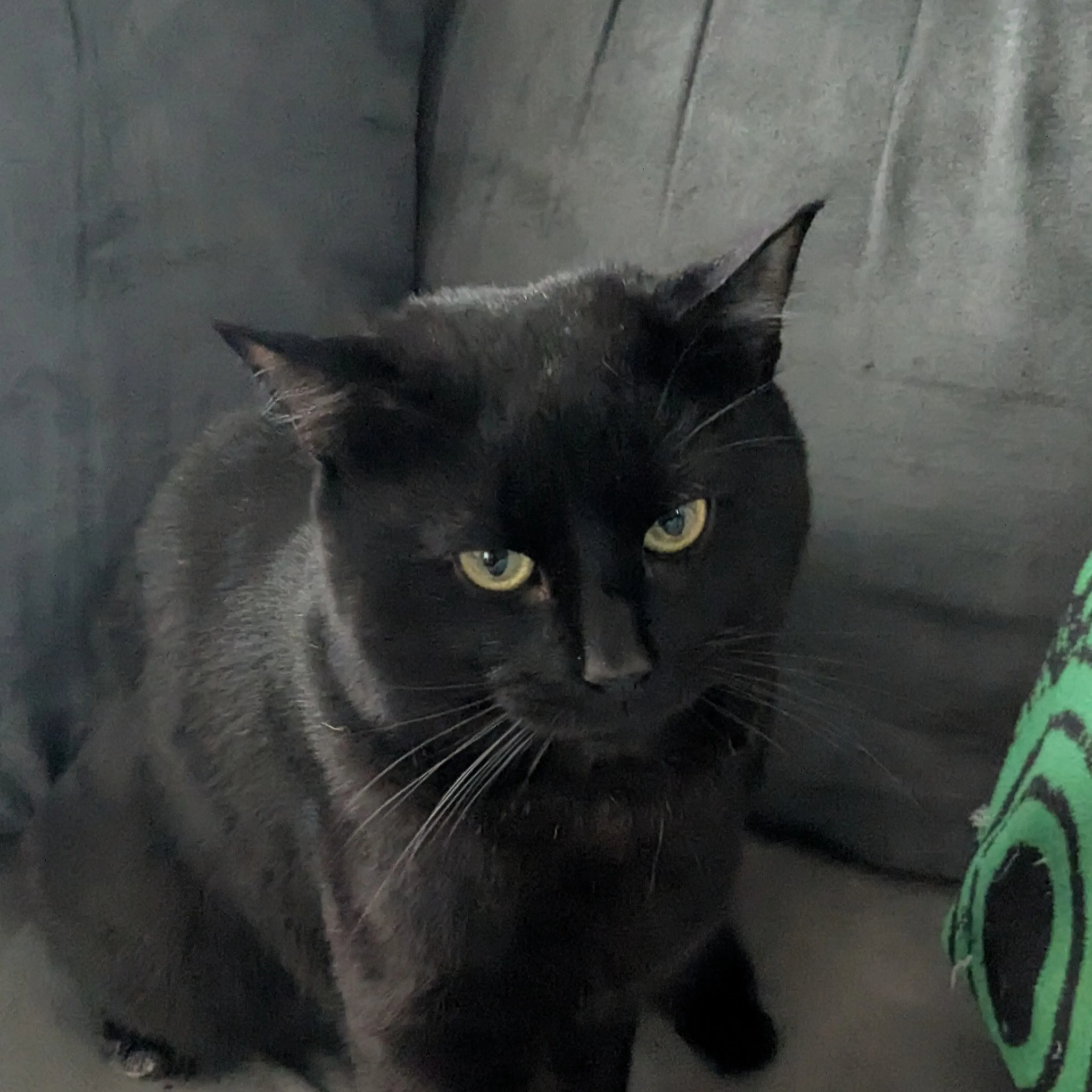 Lost pet-2