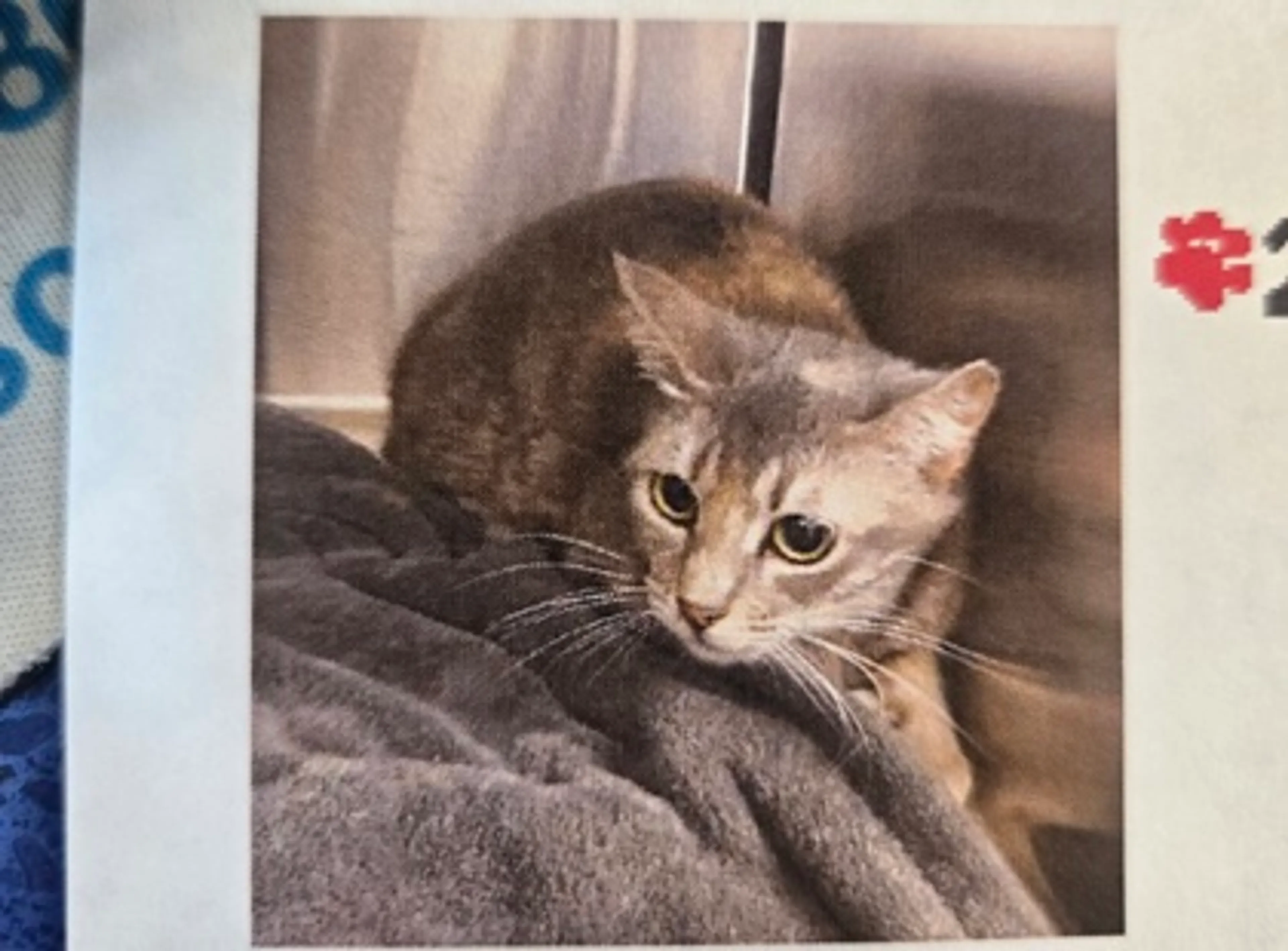 Found pet