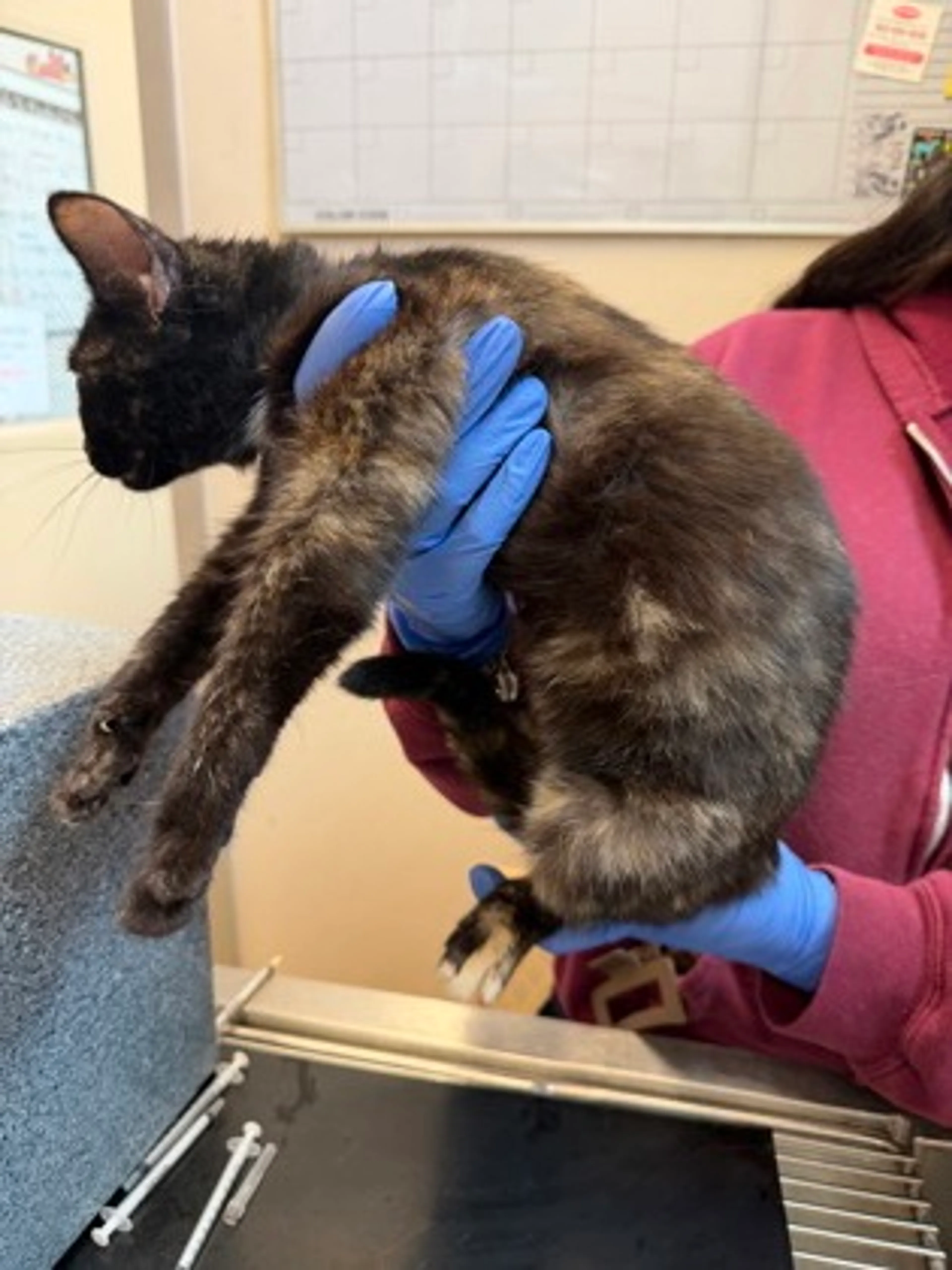 Found pet-1