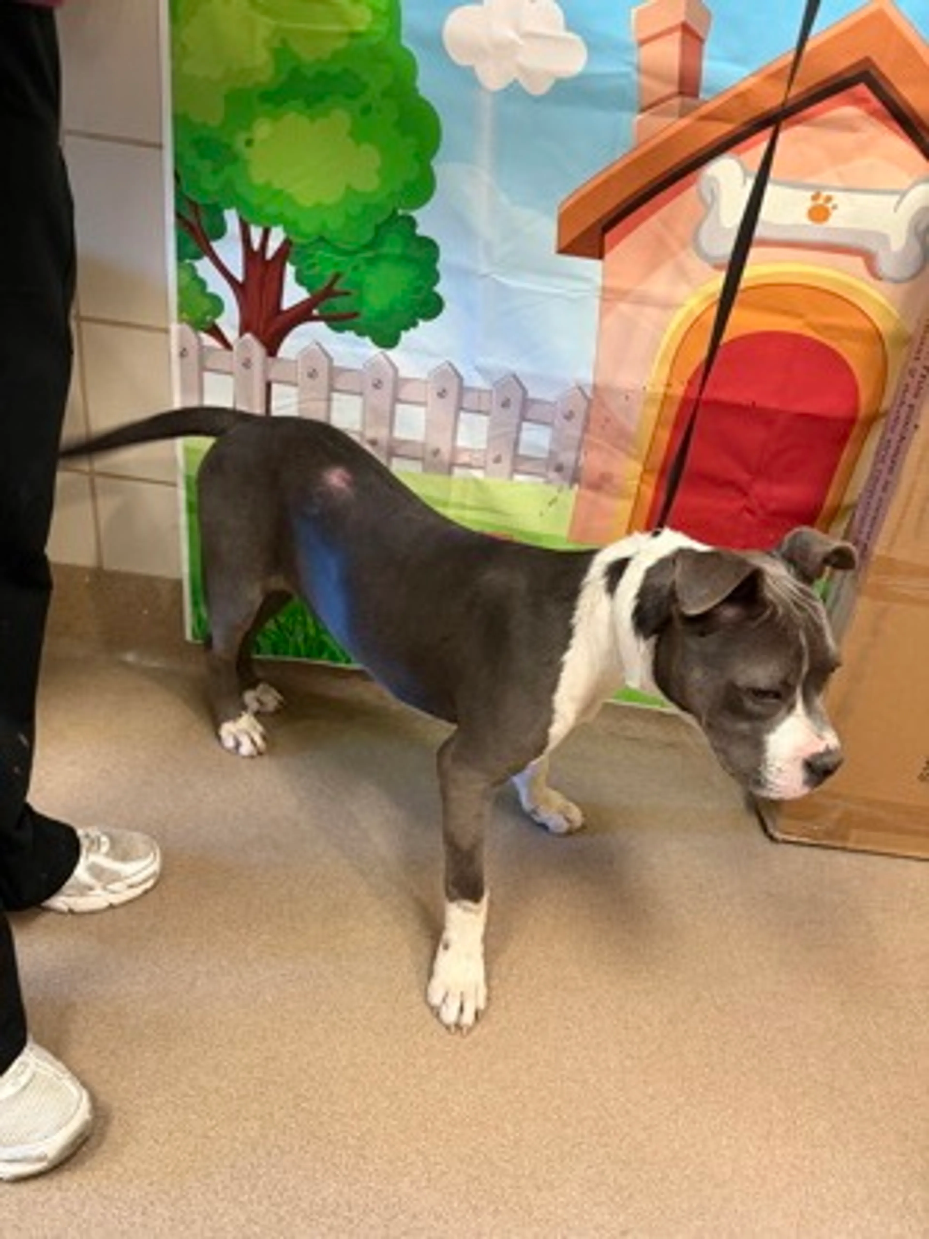 Found pet-1