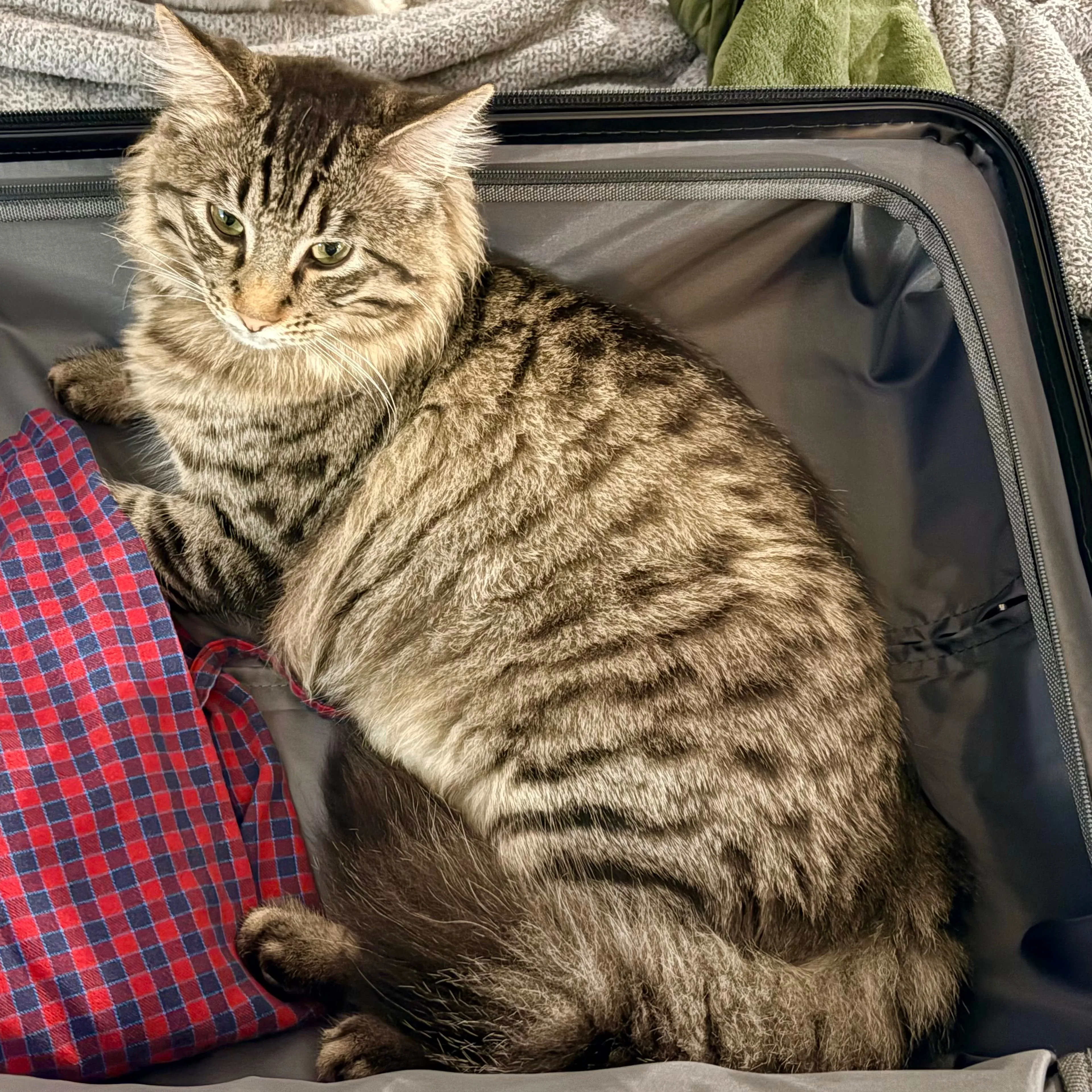 Lost pet-1