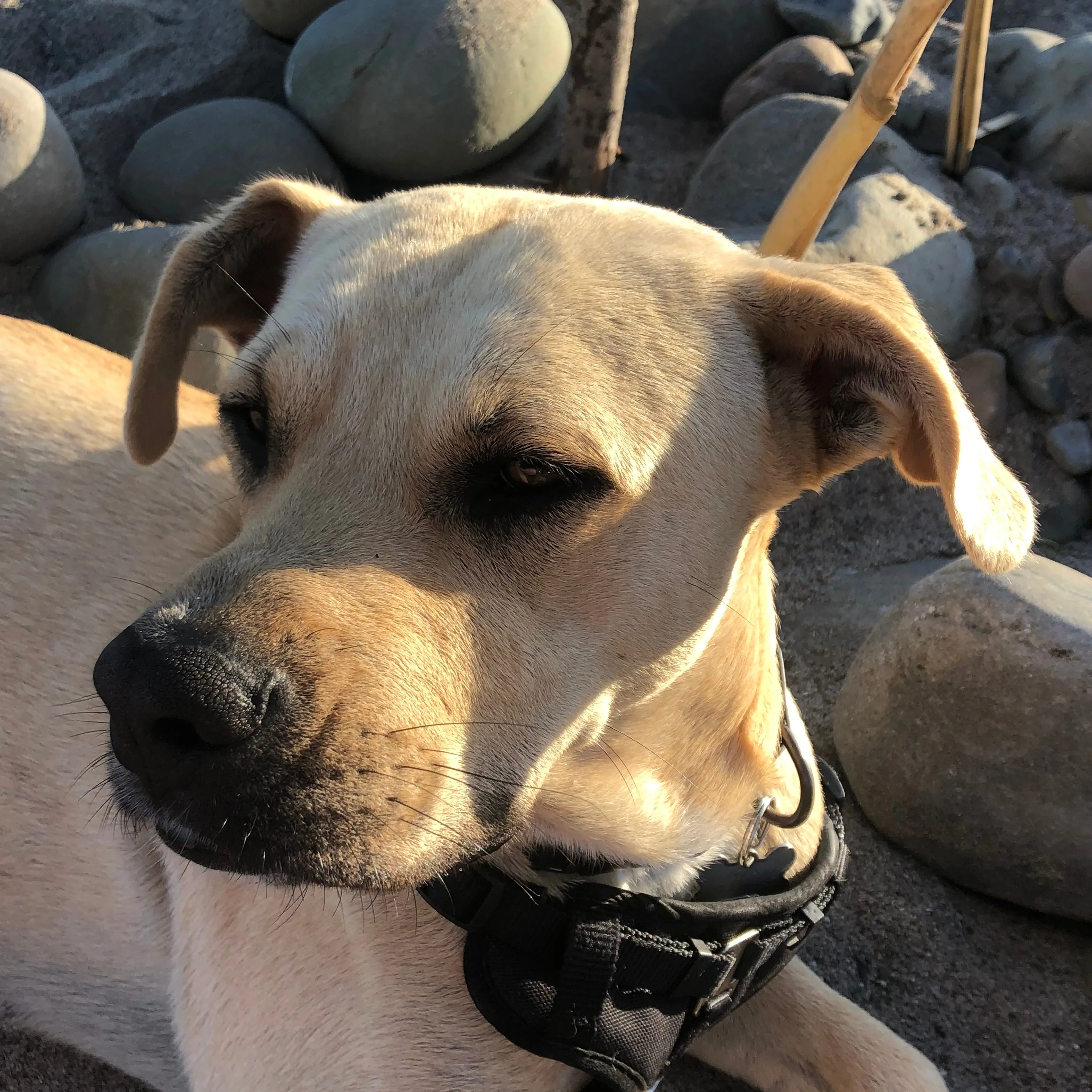 Lost pet-1