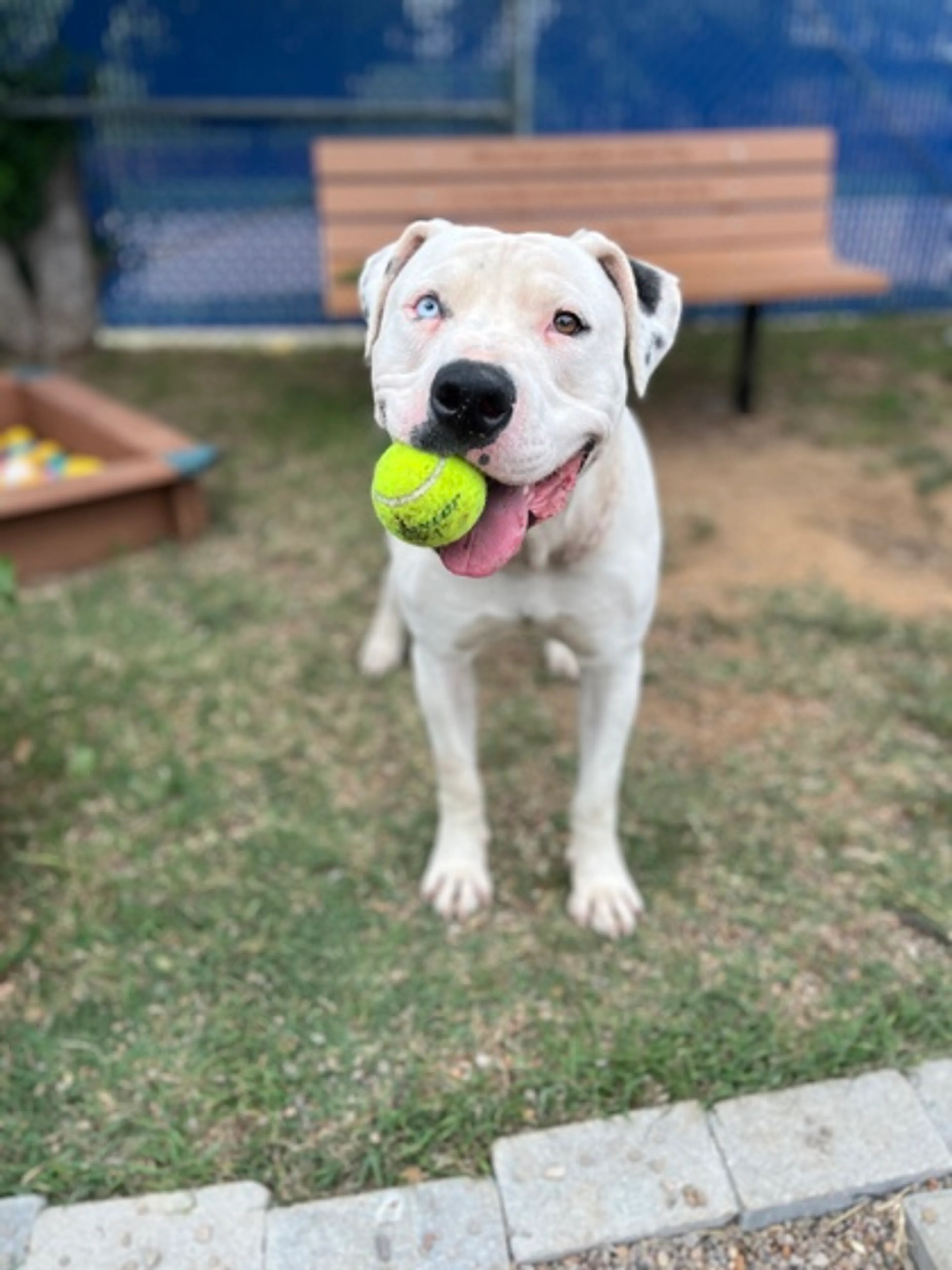 Found pet-2